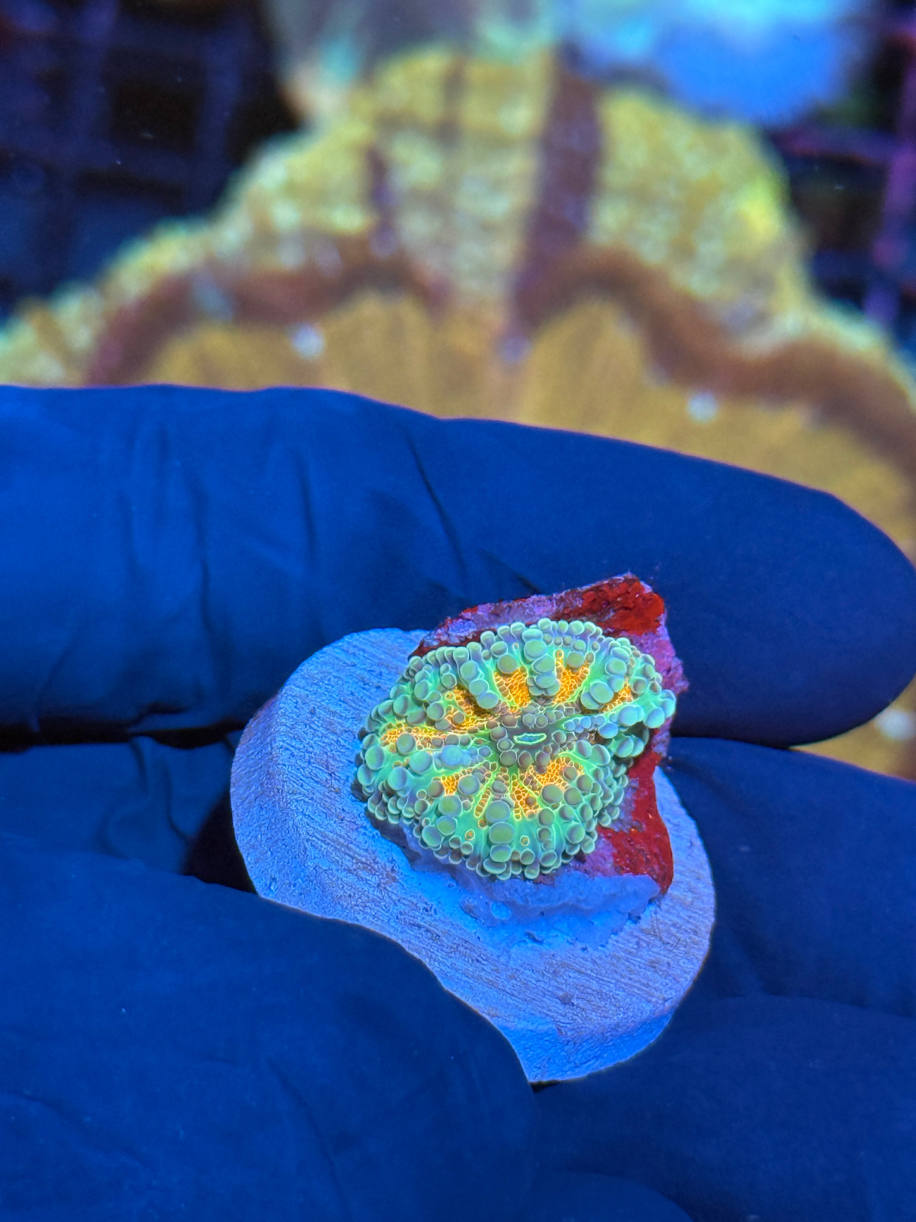 JEA Solar Flare Yuma Mushroom Coral 10/12