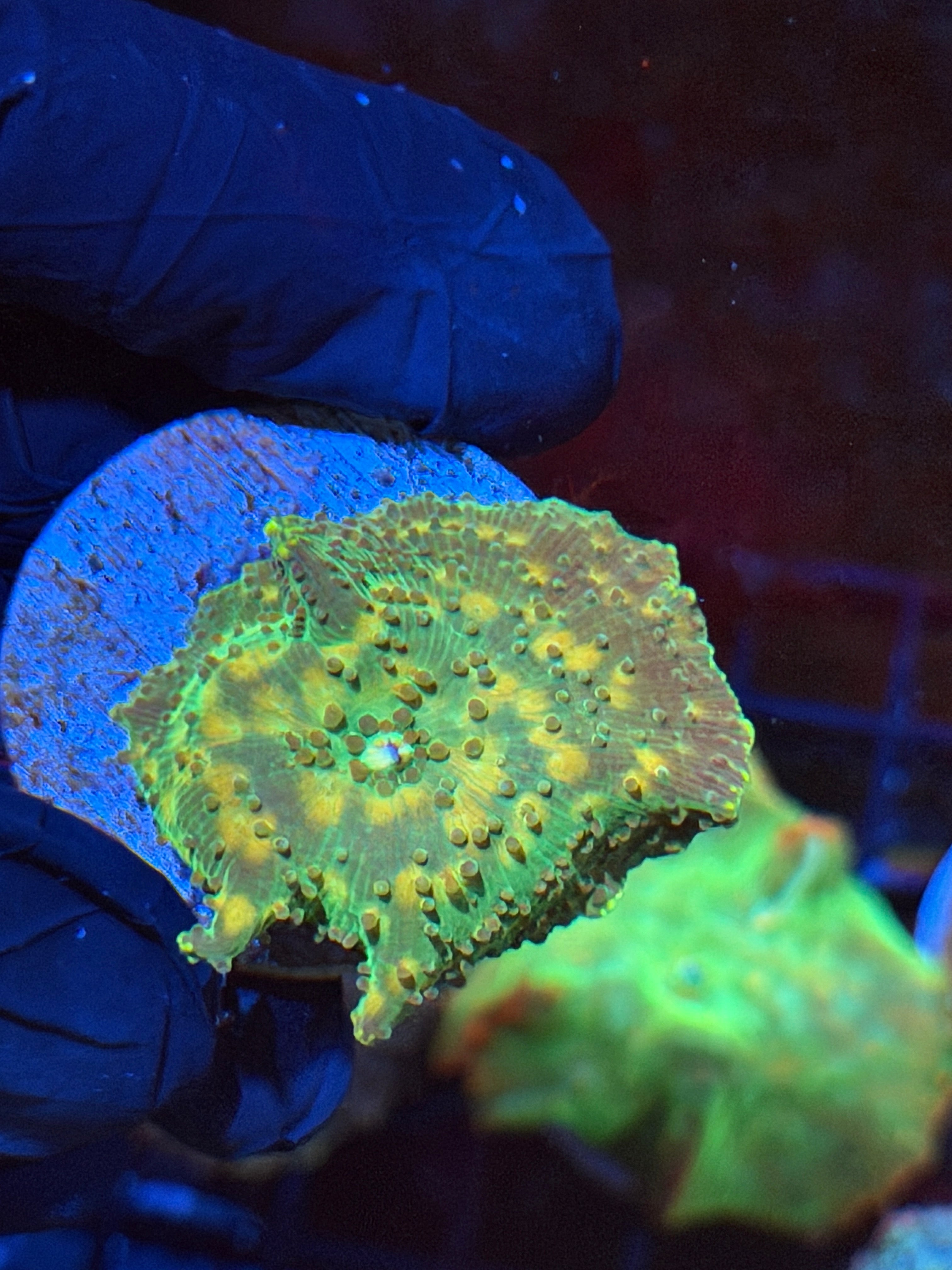 JEA Space Invader Jawbreaker Mushroom Coral 9/6