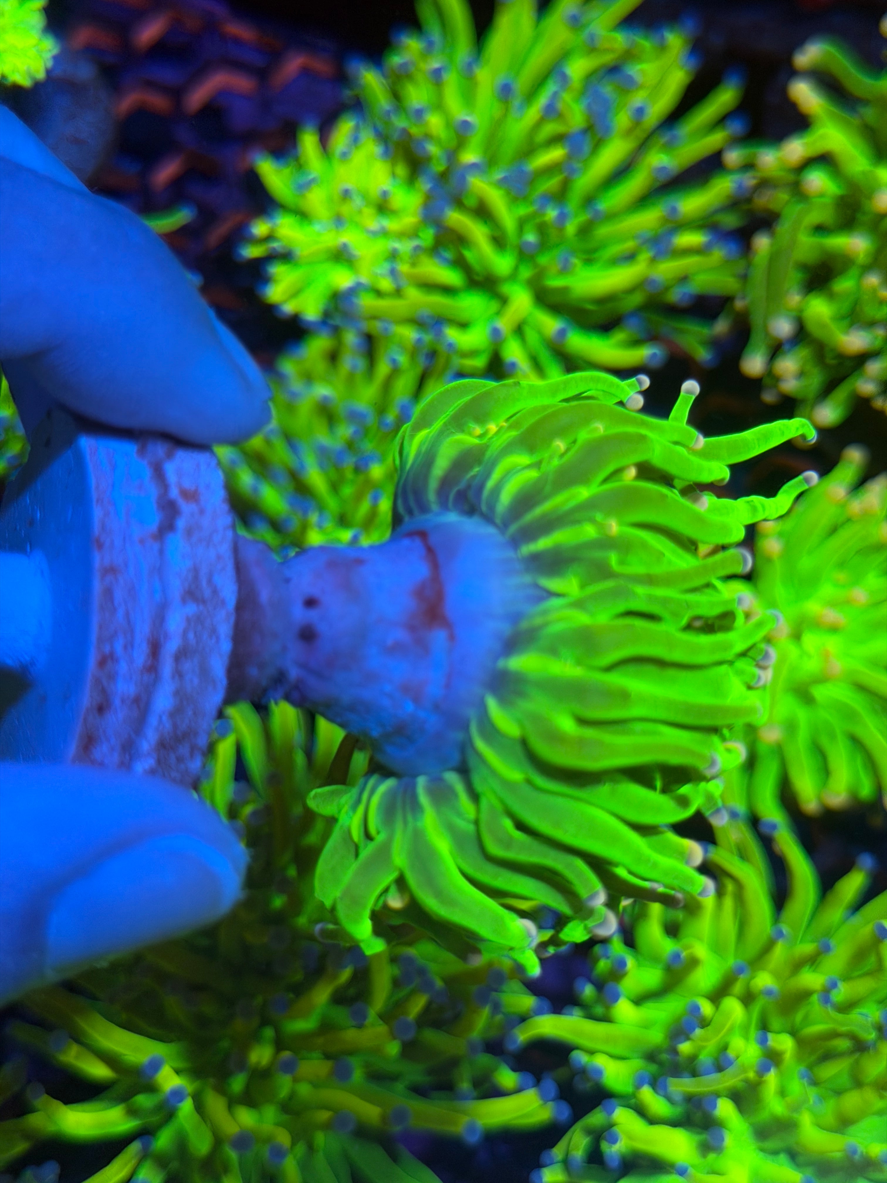 JEA Care Bears Holy Grail Torch 1 XL Head 11/28