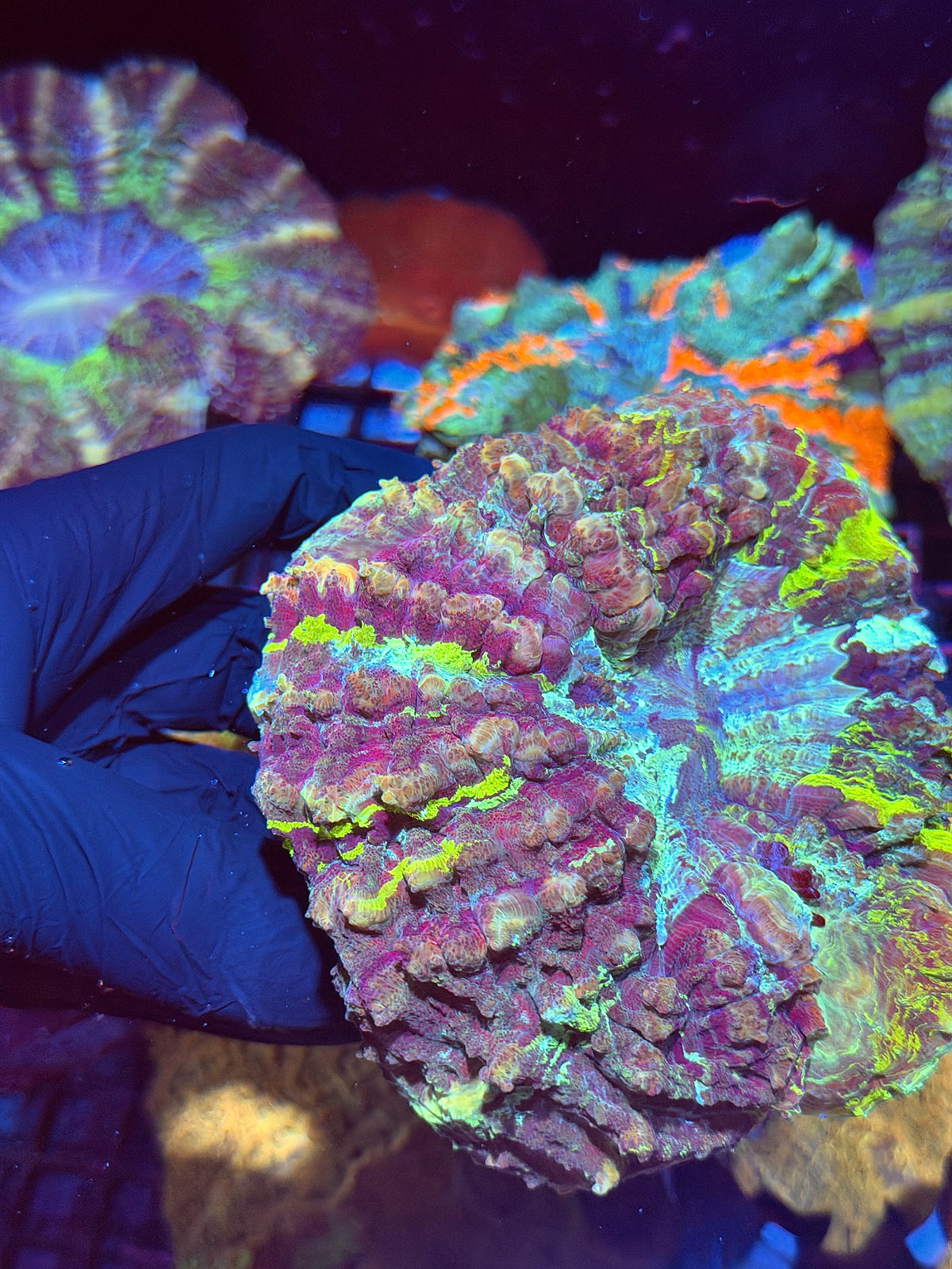 Insane 1/1 Acanthophyllia Meat Coral Show Piece XL