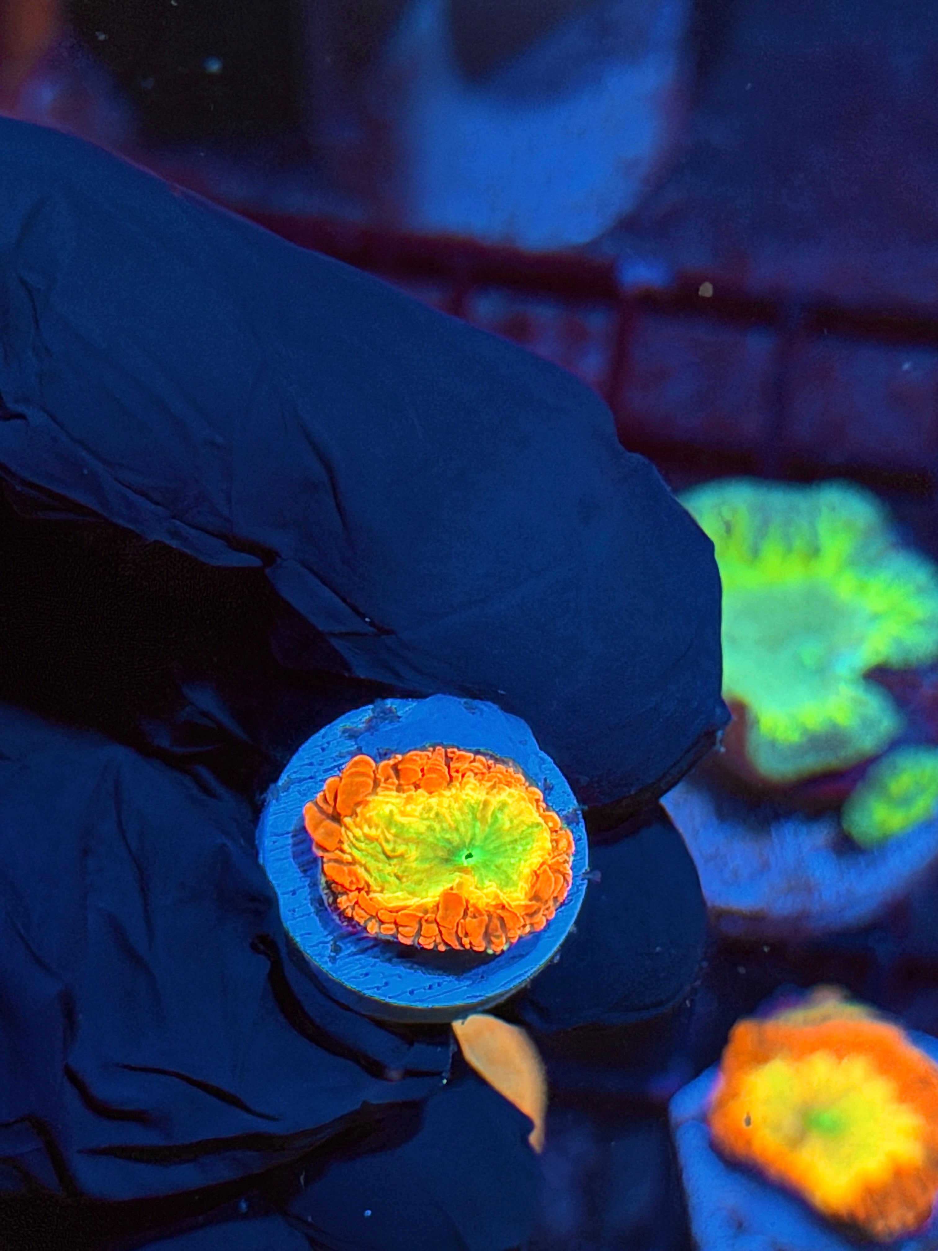JEA Bloodlust Blastomussa Coral