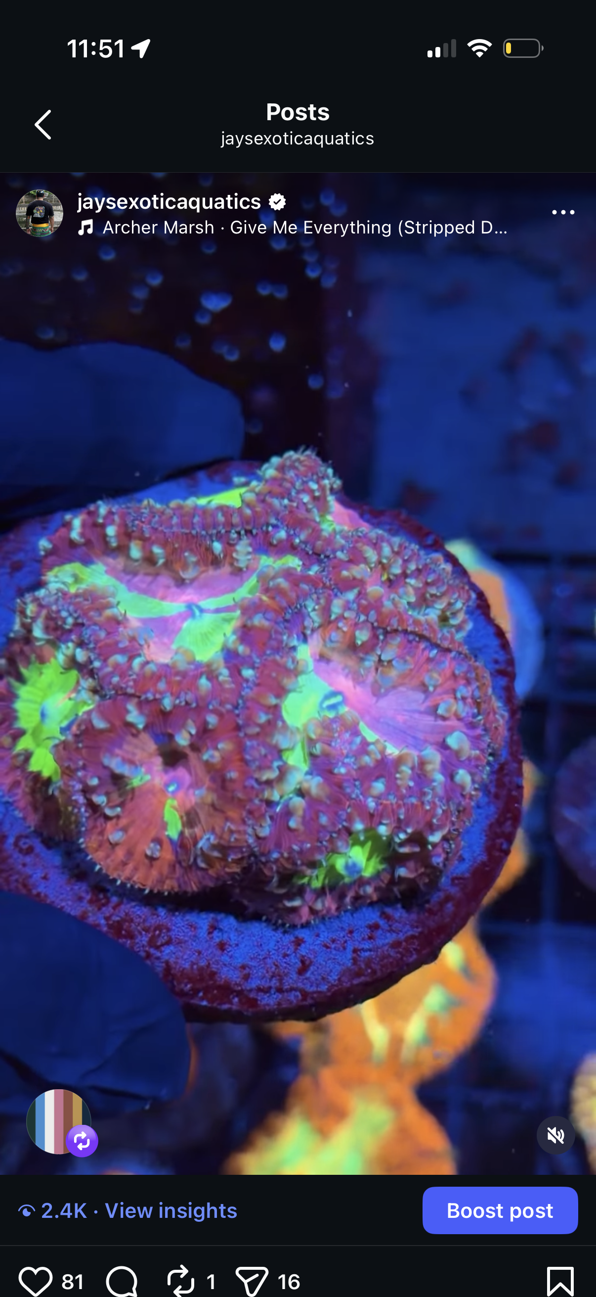 JEA Exorcist Grafted Blastomussa Coral 1 Head ( Pic of Mother Colony )