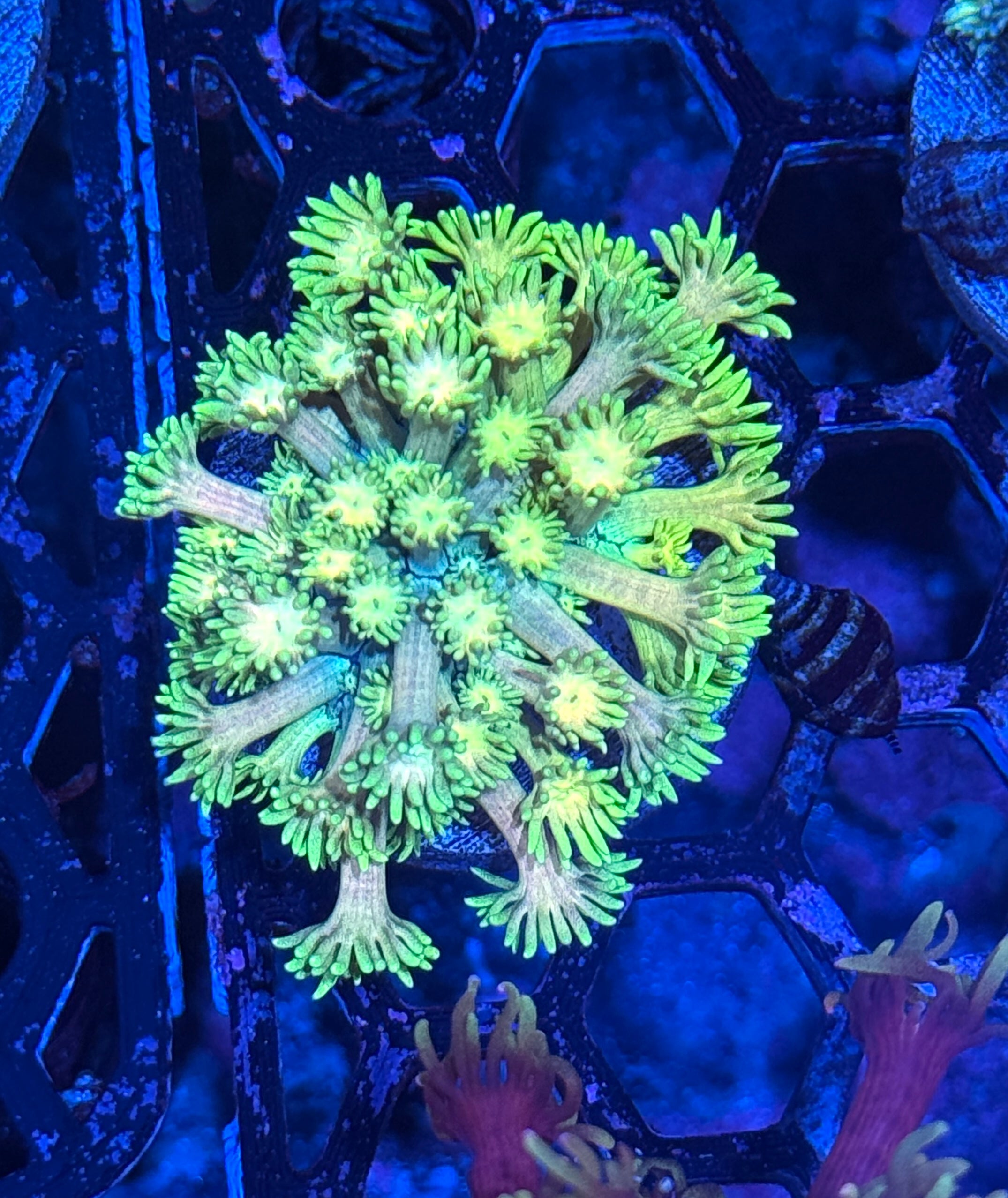 JEA Grand Master Goniopora Coral Bright