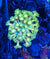 Goniopora