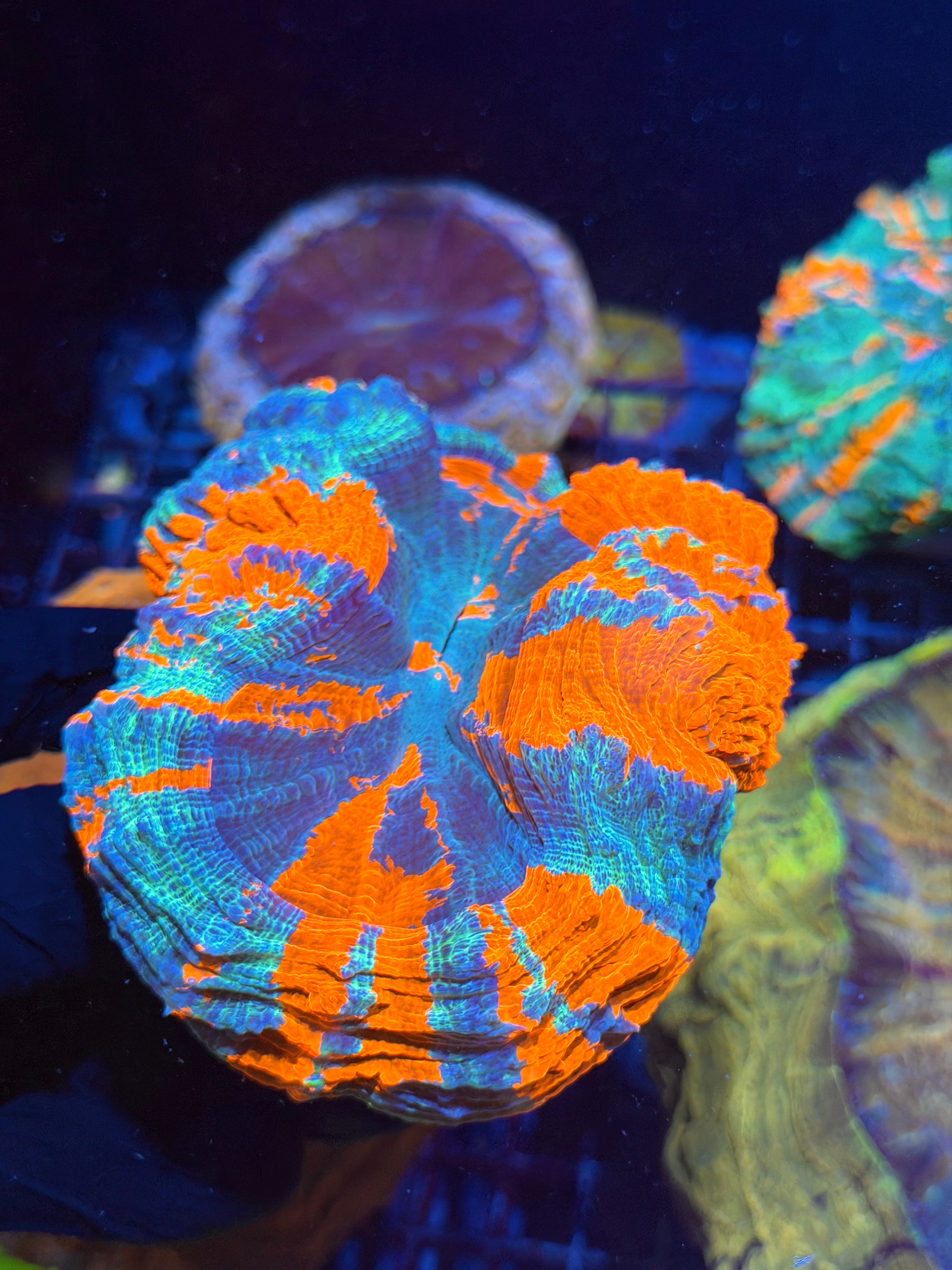 Insanely Bright Striped Acanthophyllia Meat Coral XL Show Piece 8/29