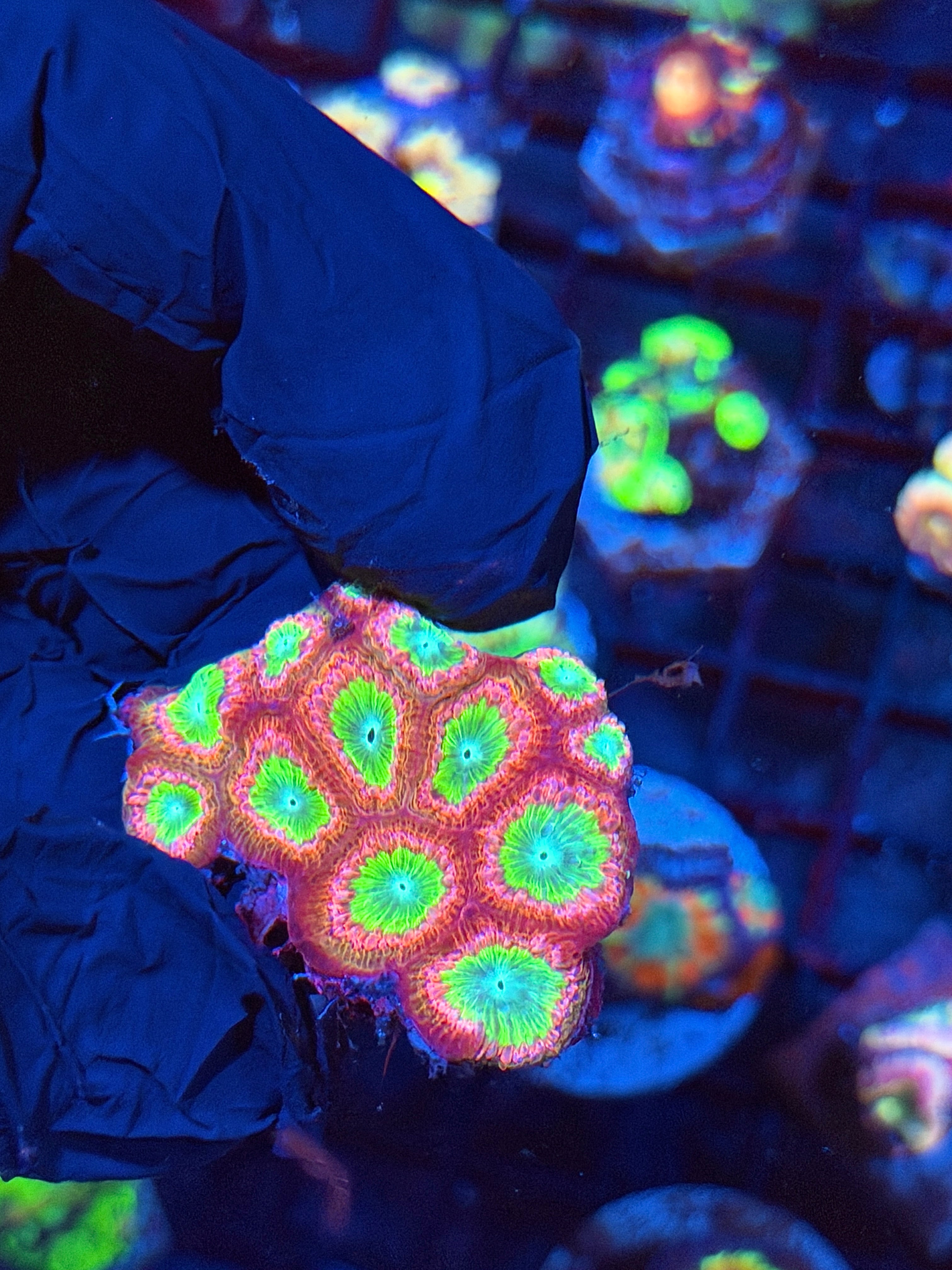 JEA Circus Freak Blastomussa Coral Colony 13+ Heads
