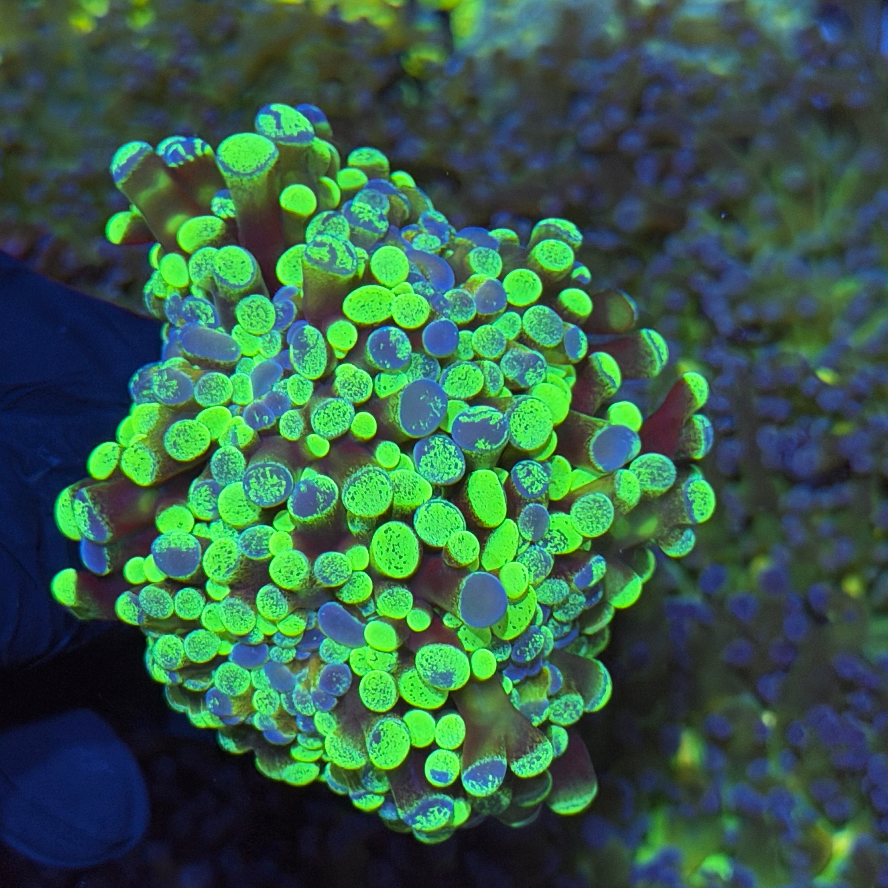 JEA Splatter Hammer Coral Mini Colony XL 3/3