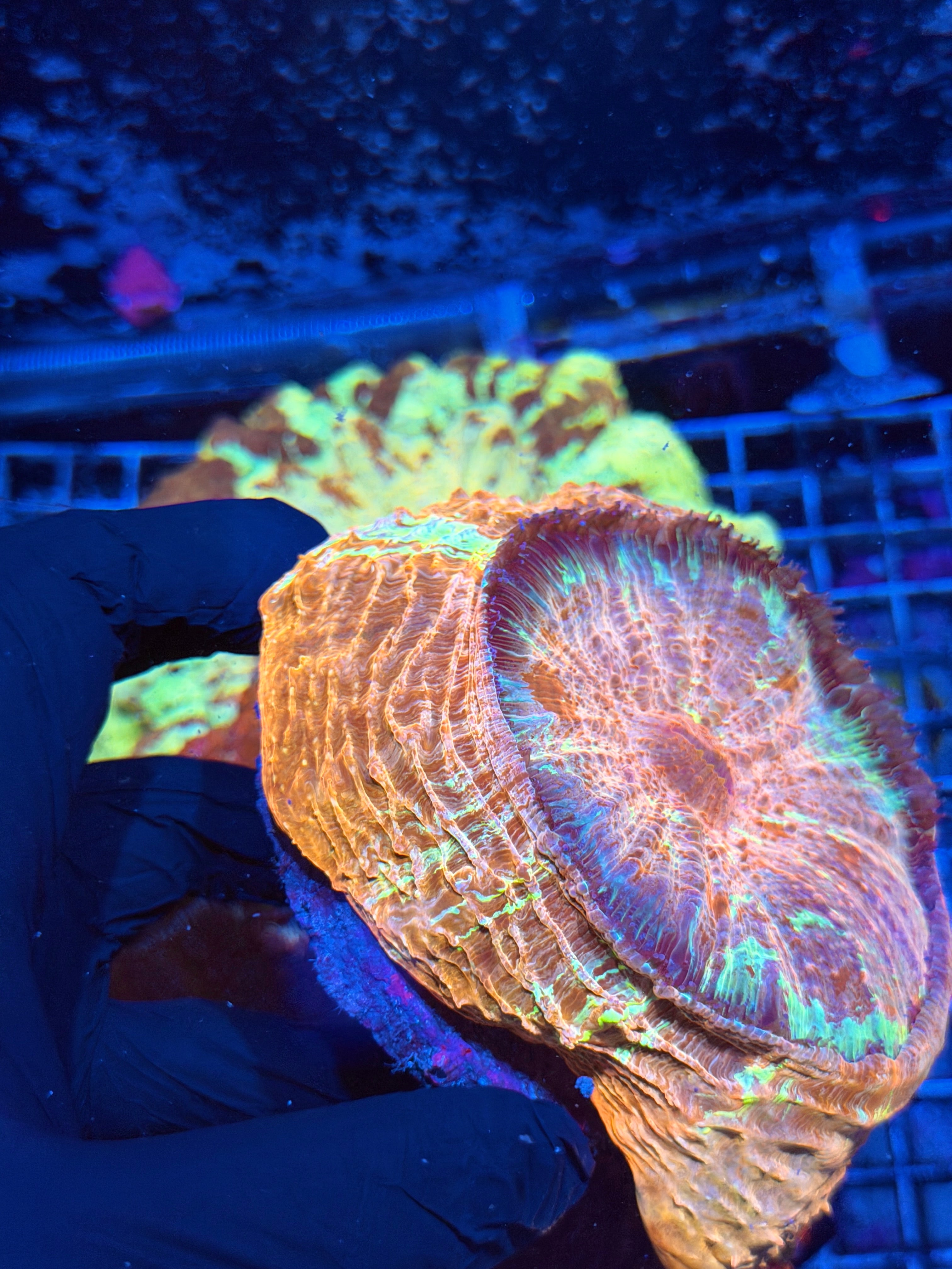 Unique Multicolor Acanthophyllia Meat Coral XL