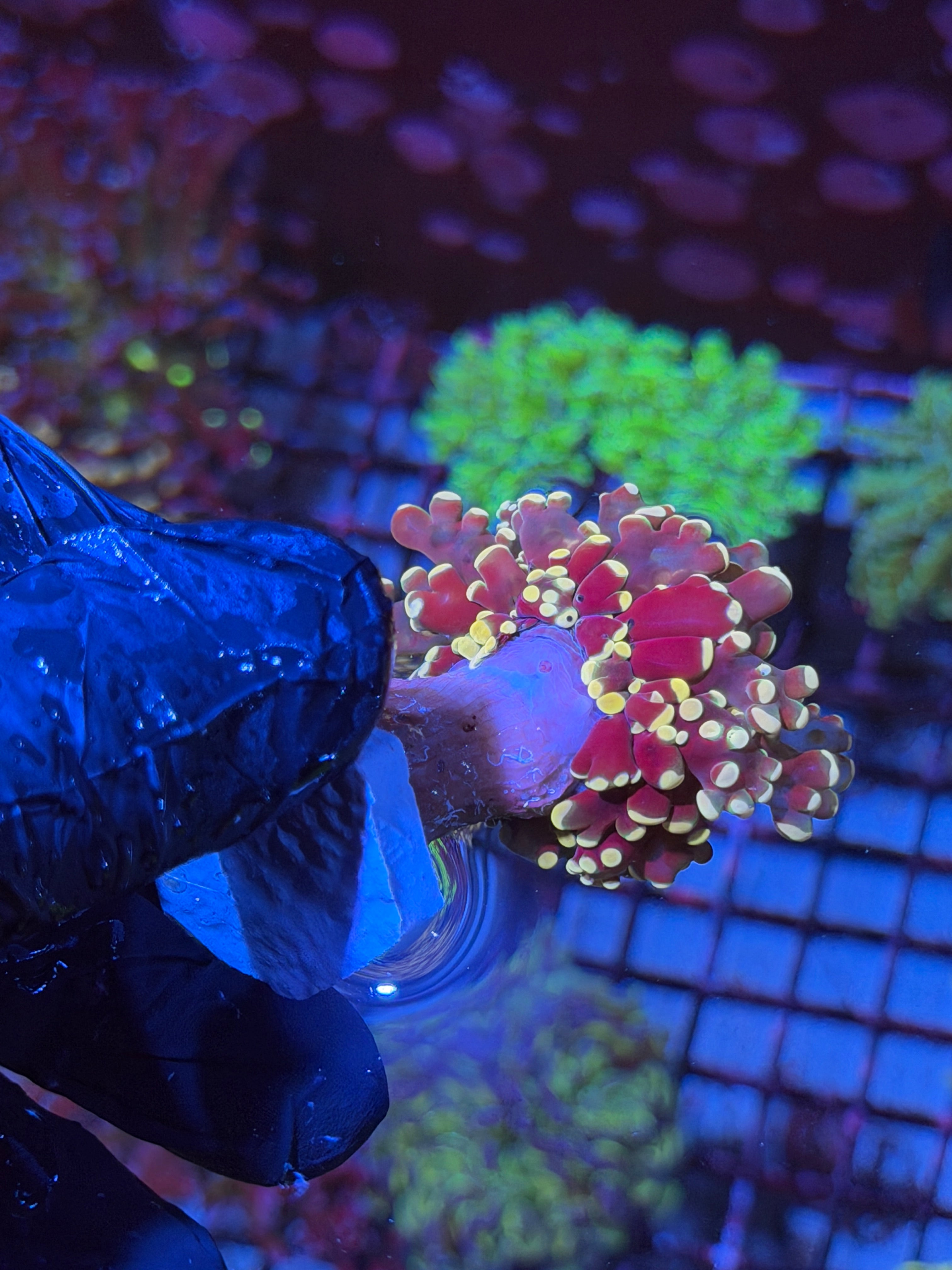 JEA Princess Peach Frogspawn Coral 1 XL Head