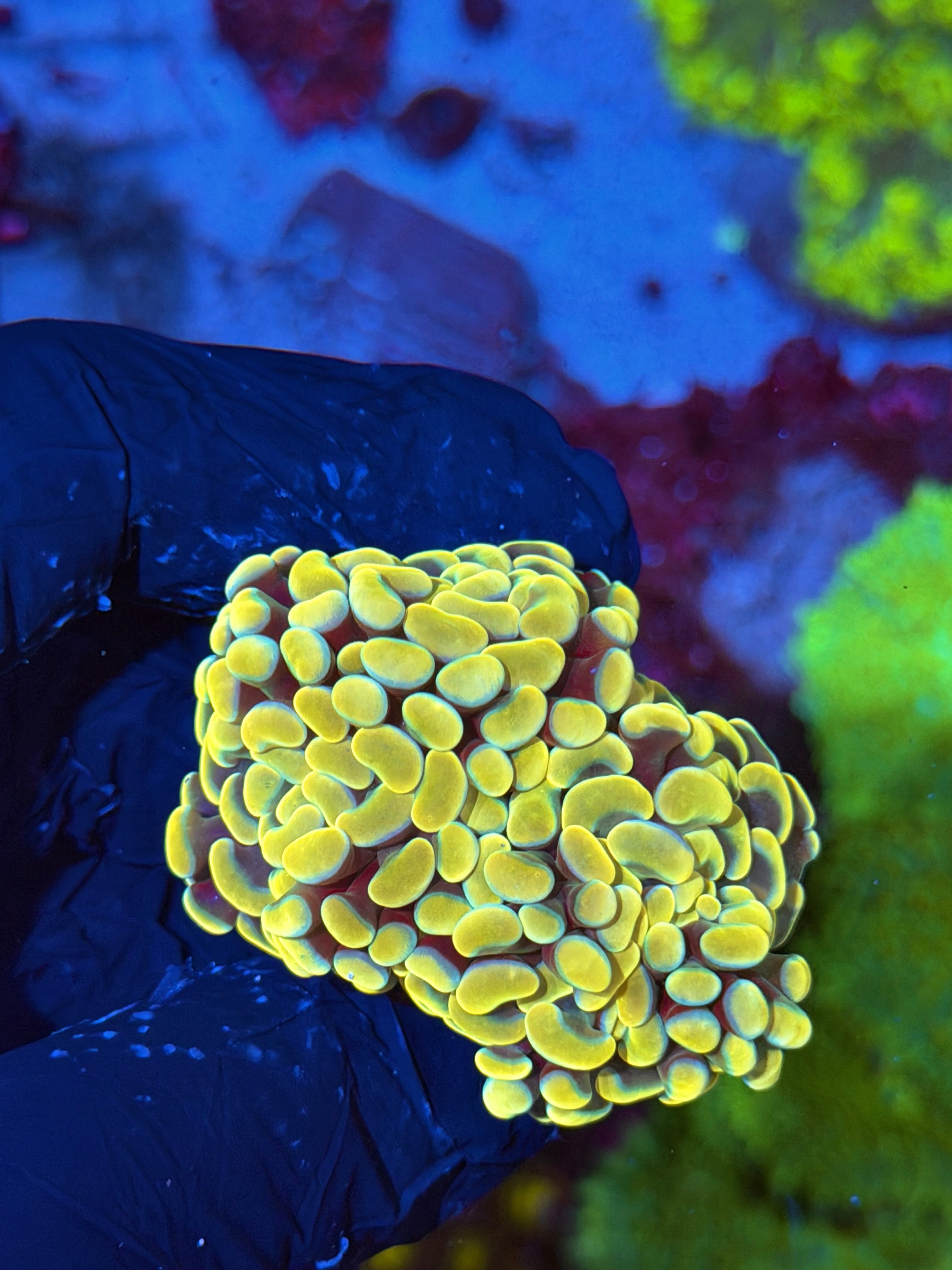 JEA Jelly Bean Hammer Coral 3 Heads Splitting XL