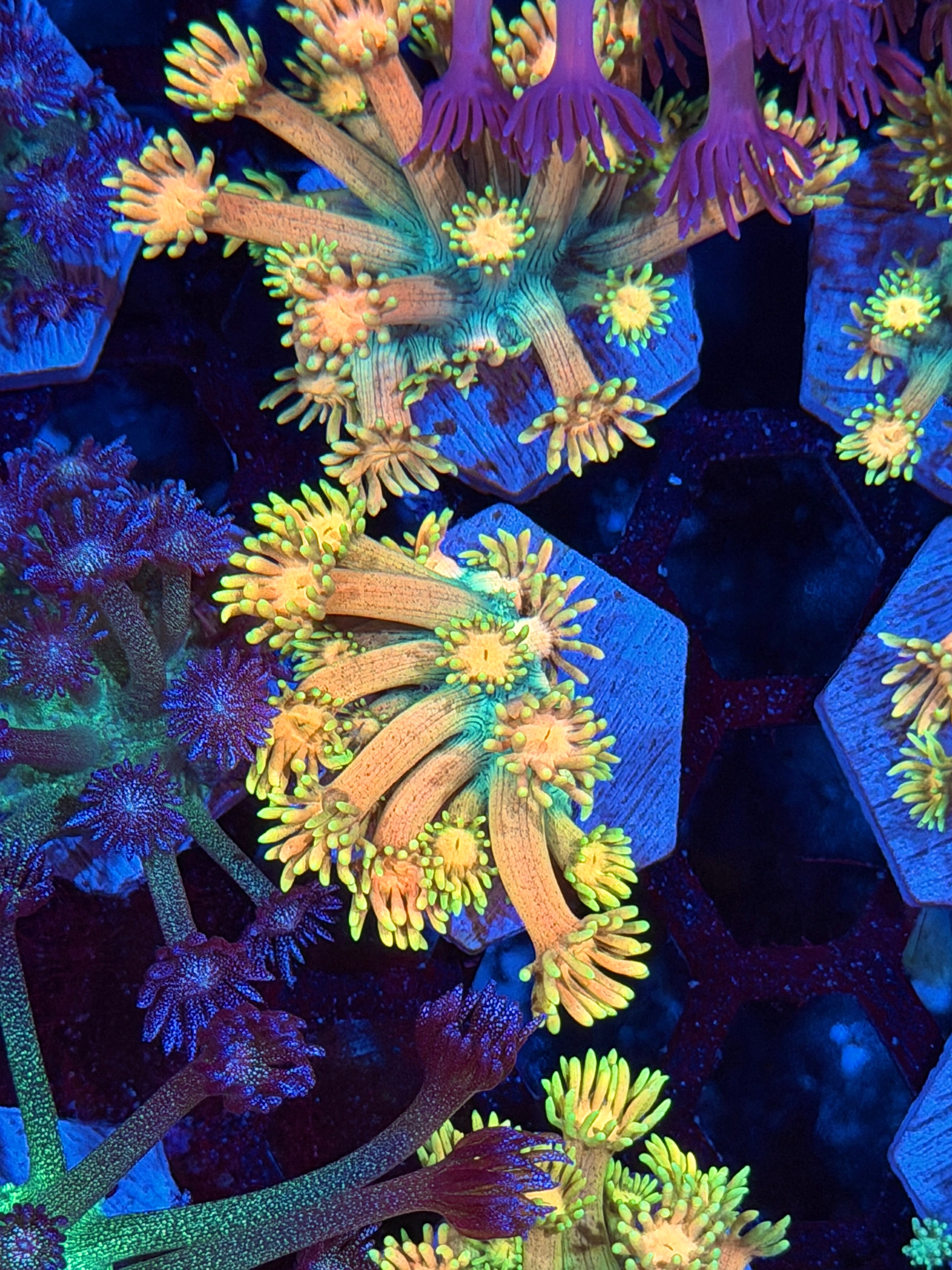 JEA Banana Smoothie Goniopora Coral *New Release*
