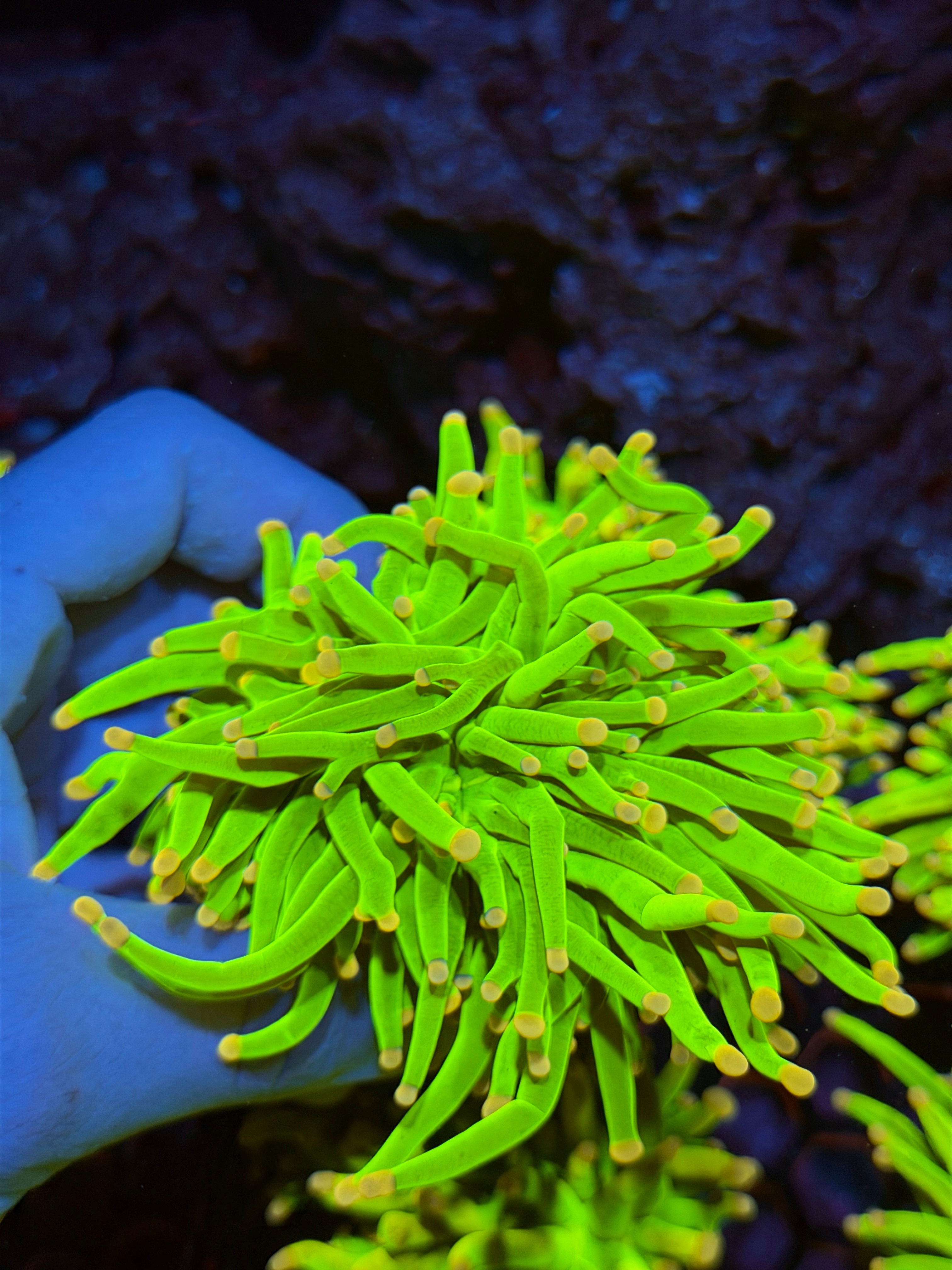 JEA Care Bears Holy Grail Torch Coral 1 XXL Heads Splitting 2/24