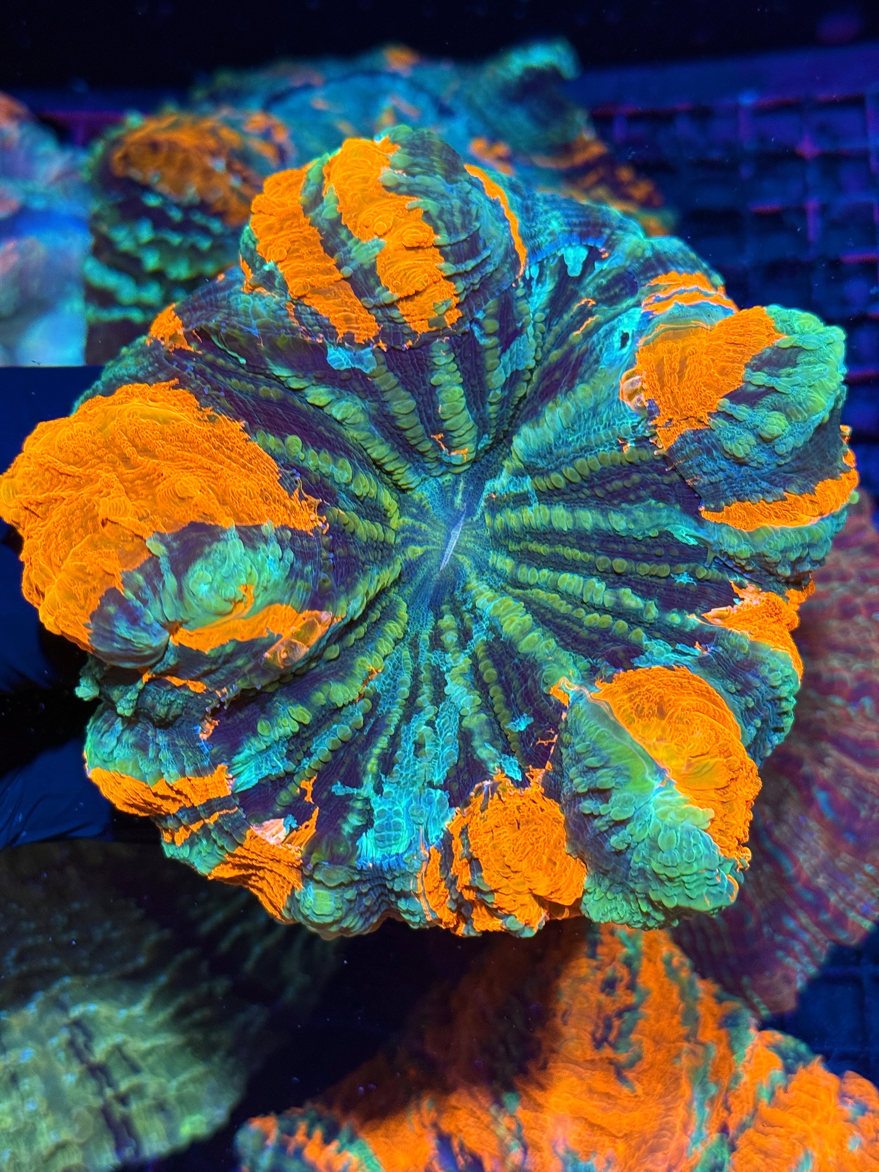 Insane Striped Acanthophyllia Meat Coral XL
