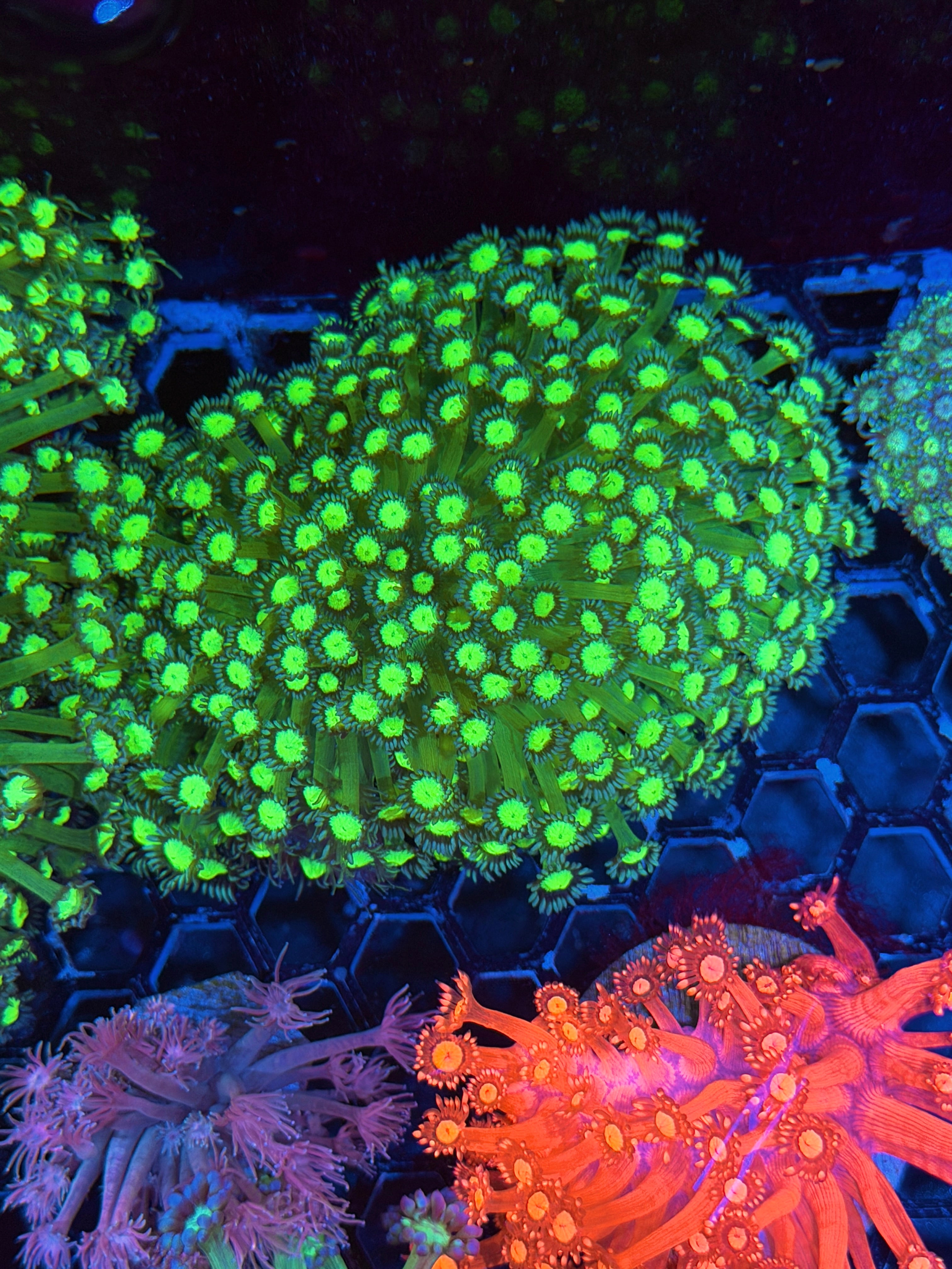 JEA Biohazard Goniopora Coral Colony XXL Show Size 8/6