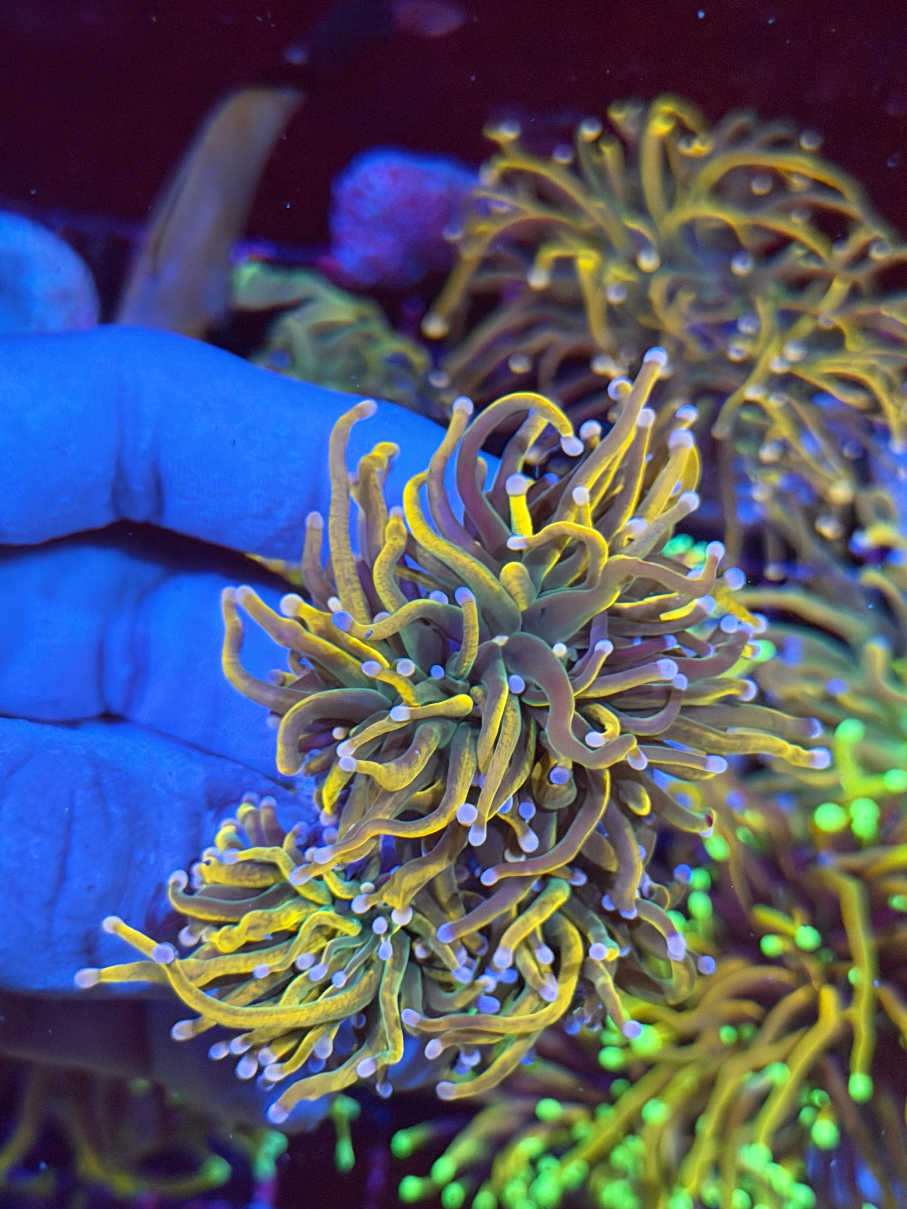 JEA Rapunzel Torch Coral 3 Heads XXL