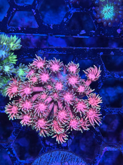 Jay's Exotic Coral Auctions
