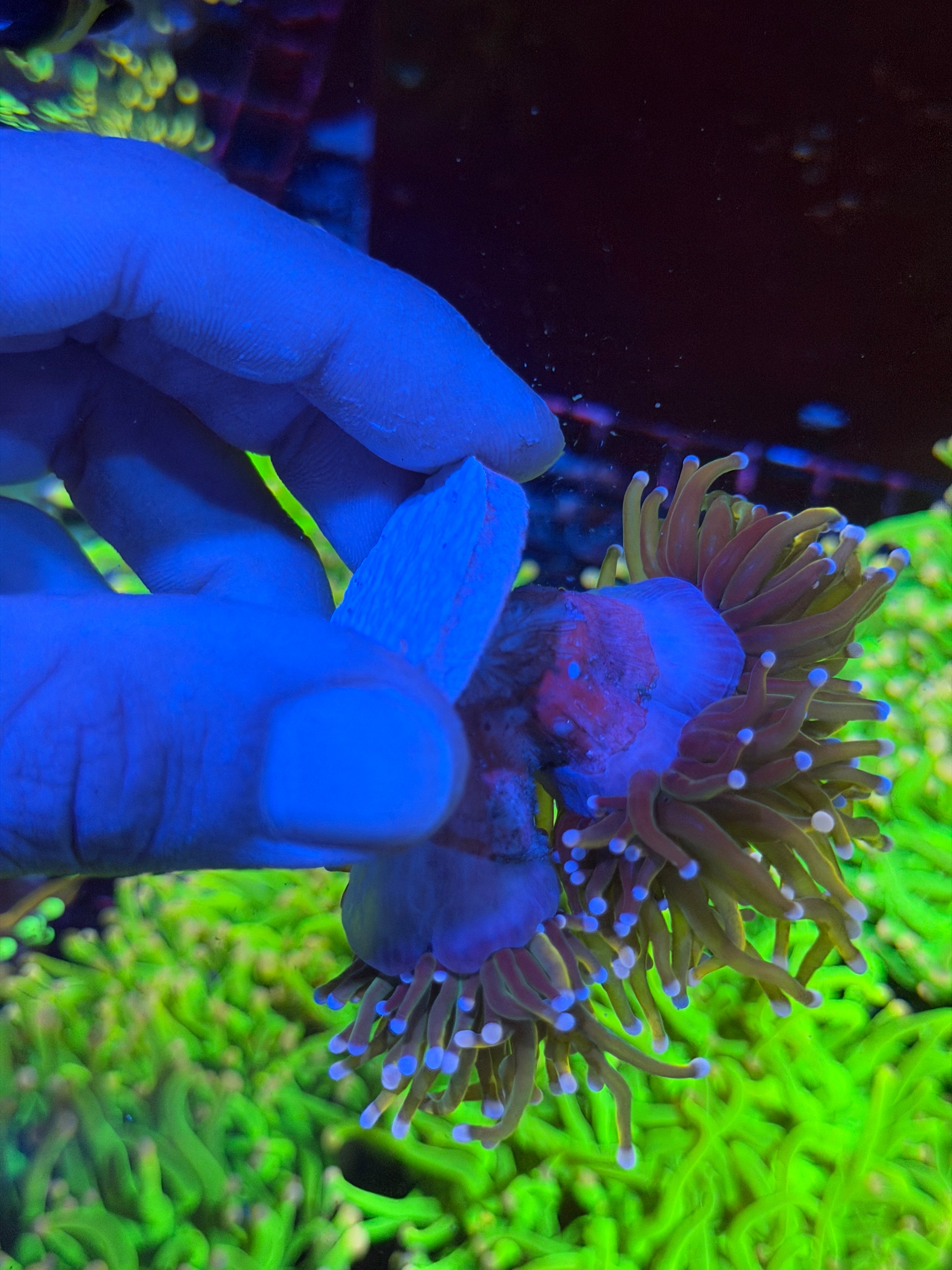 JEA Rapunzel Torch Coral Mini Colony 4 Heads XXL 6/4