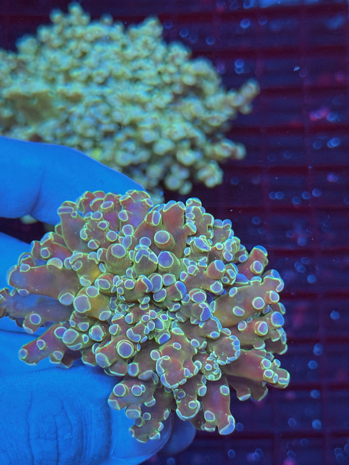 JEA Holy Relic Variant Royal Blue Tip Frogspawn Coral 1 XL Head Splitting 9/22