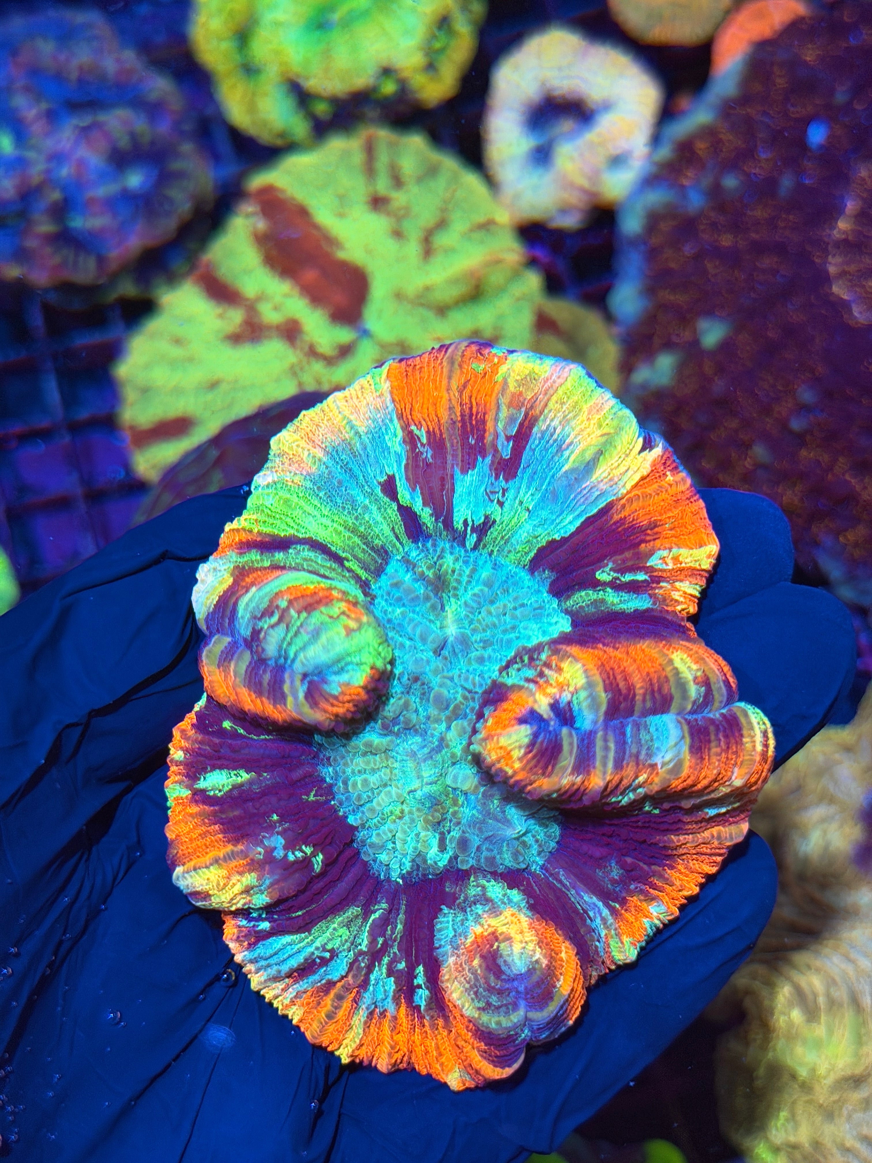 Unique True Rainbow Trachyphyllia Meat Coral Show Piece