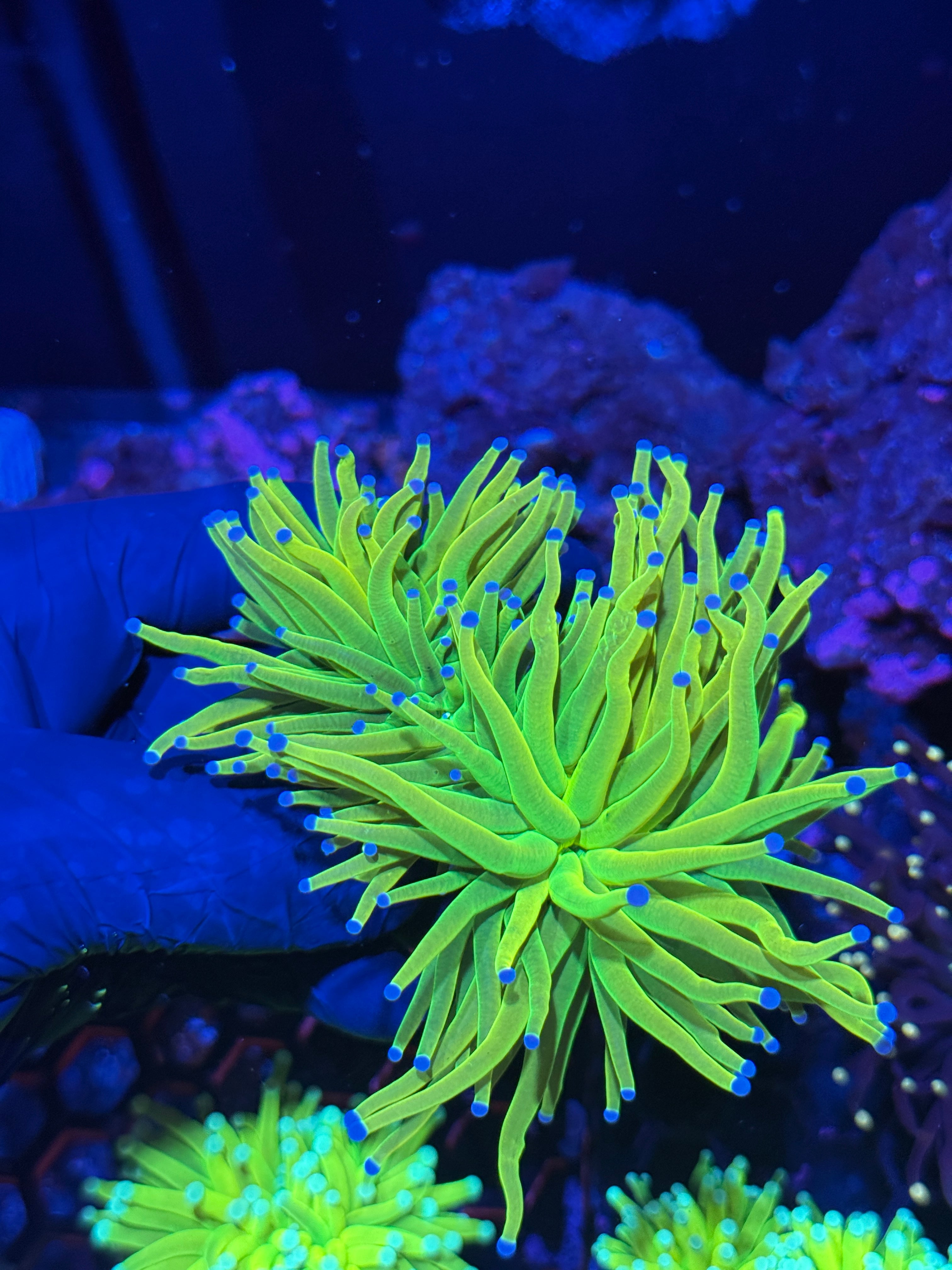 JEA 24K Holy Grail Torch Coral 2 XL Heads