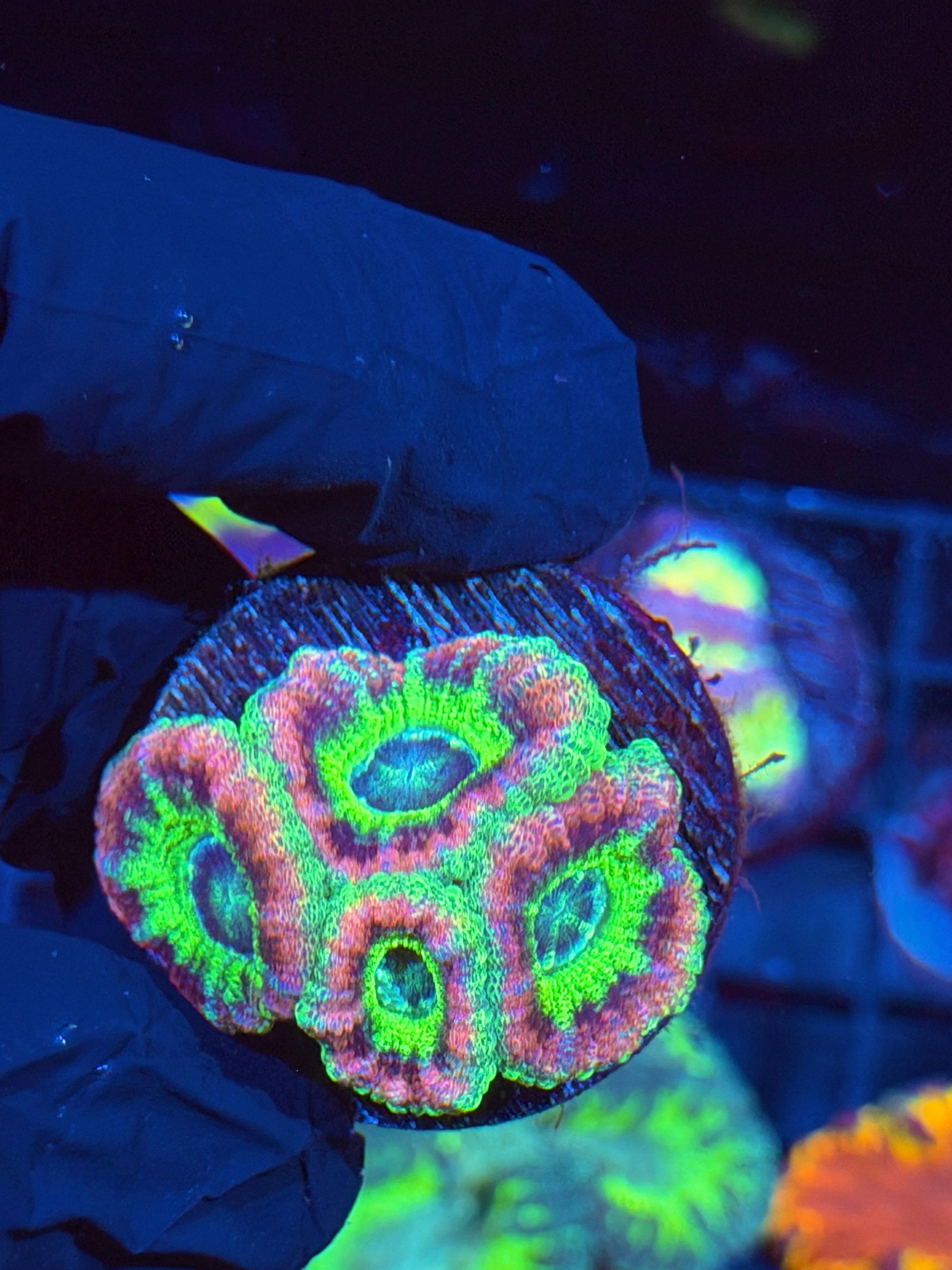 JEA Intergalactic Asian Acans 4 Heads XL 6/4