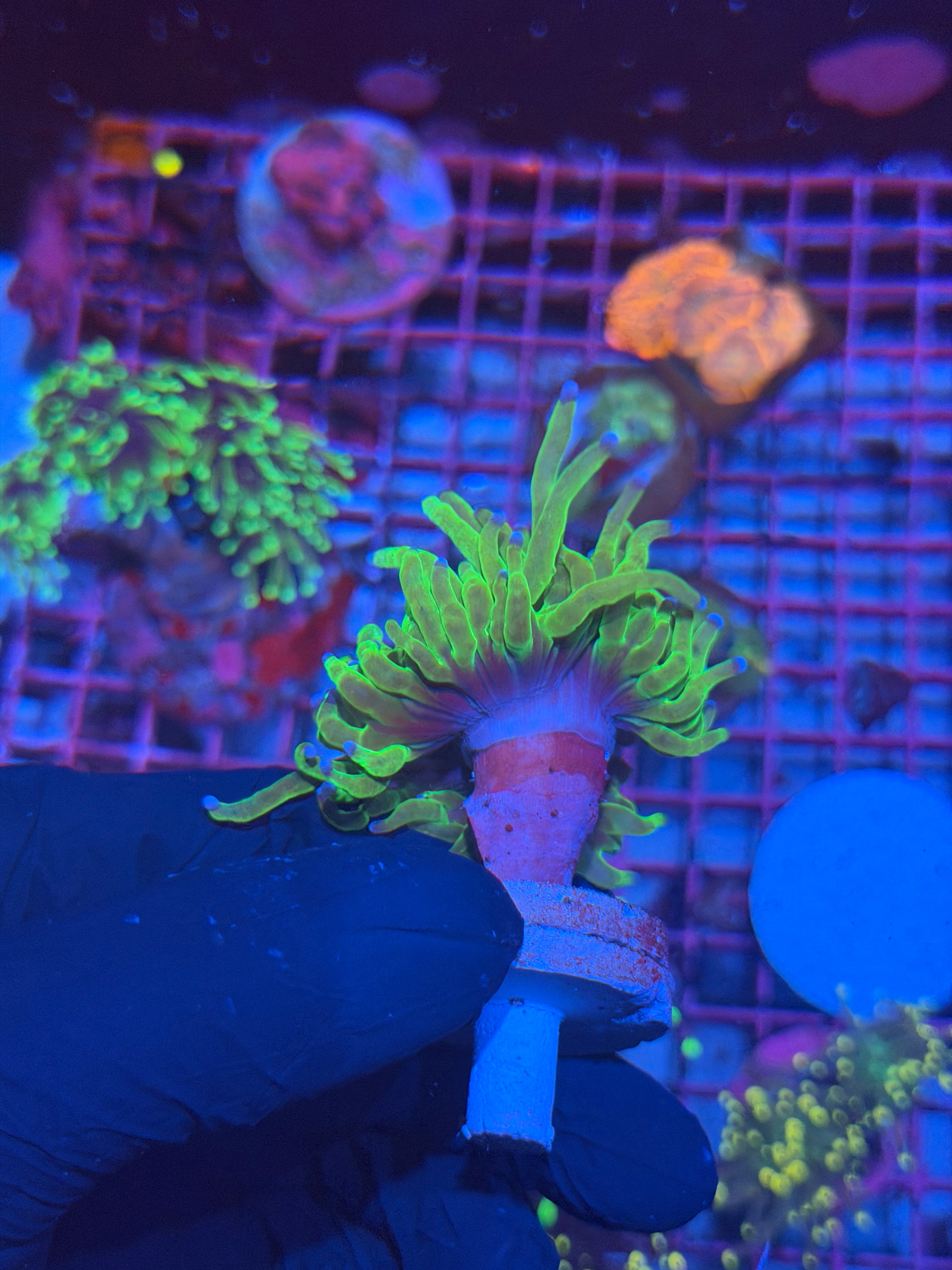 JEA Todd’s Torch Coral 1 Head XL 8/7