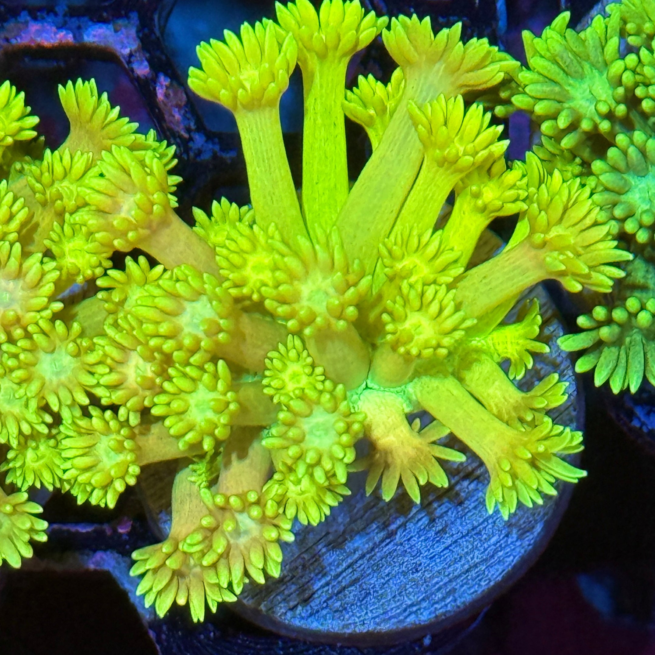 JEA OMG Banana Goniopora Coral 10/12