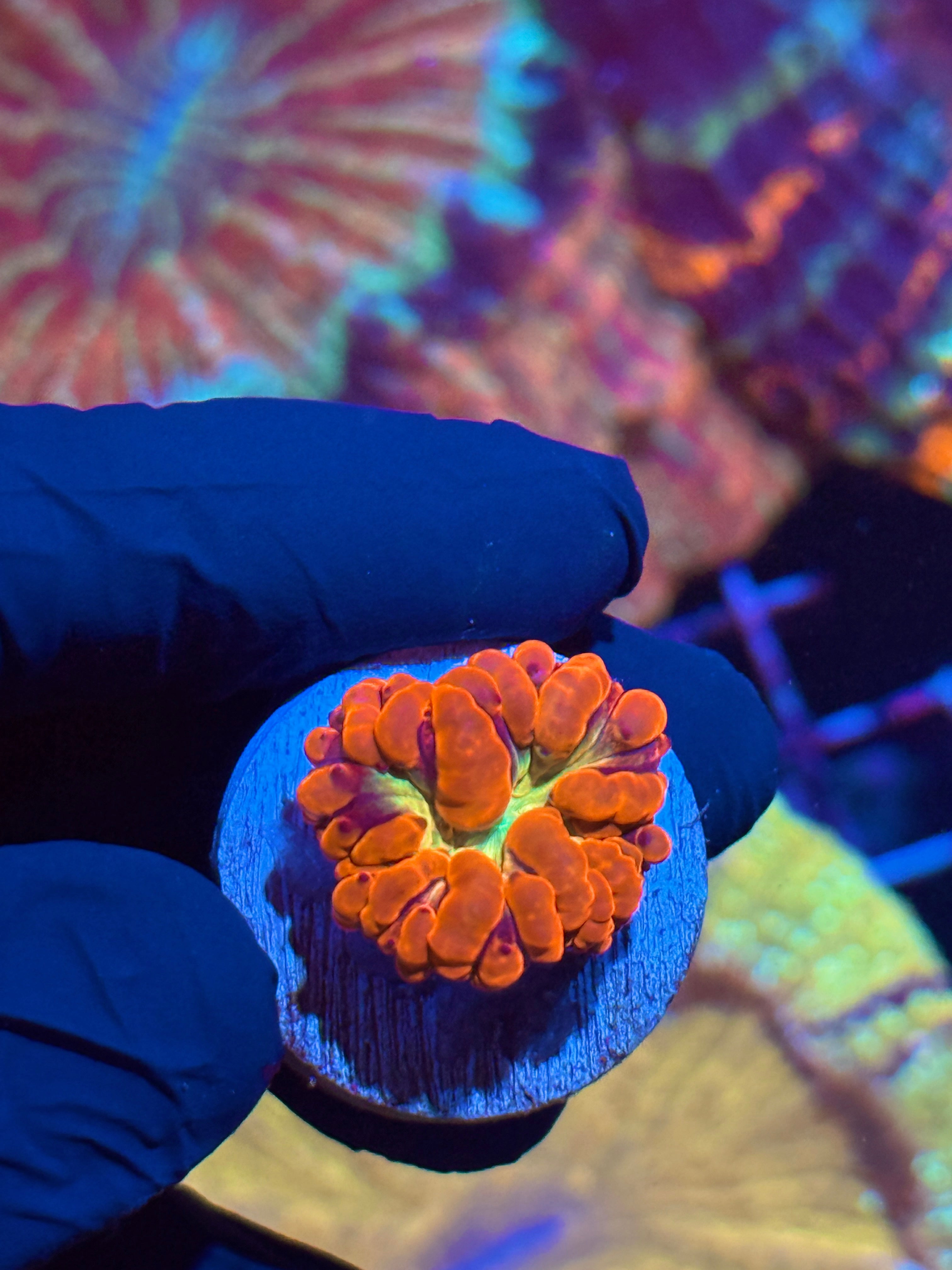 JEA Flash Blastomussa Coral 1 XL Head *Rare Limited Release*