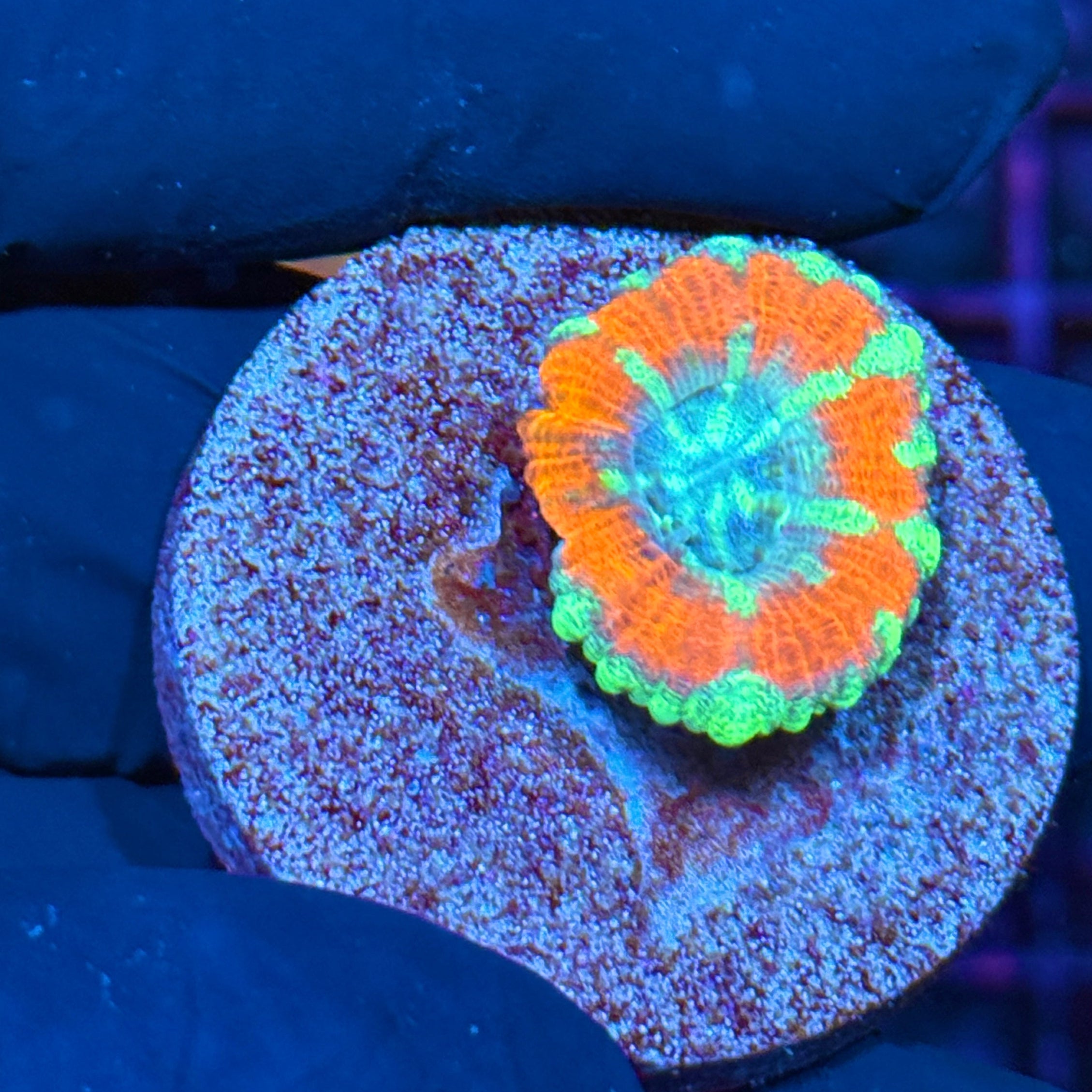JEA Fire & Ice Asian Acans Coral 1 XL Head 10/12