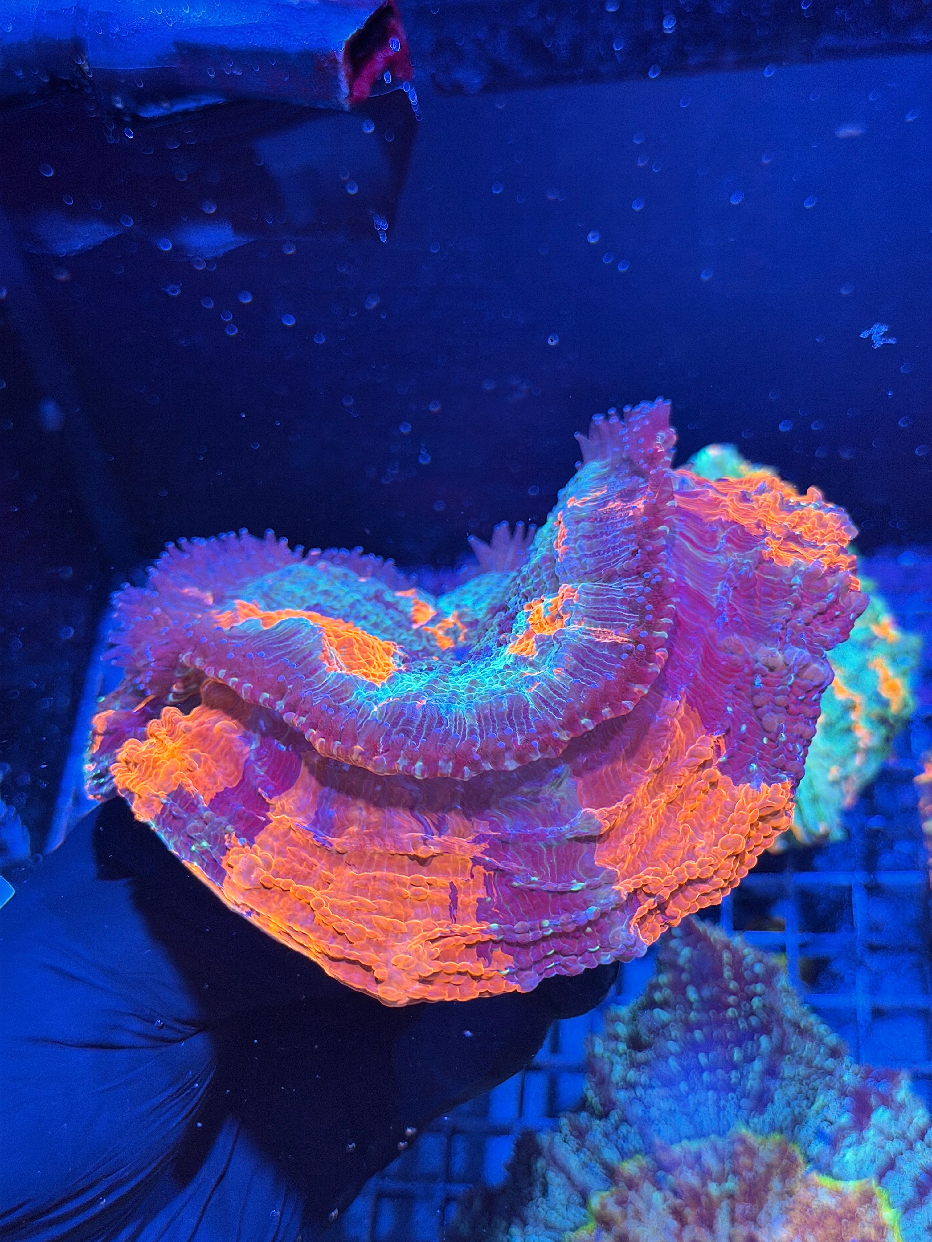 Striped Acanthophyllia Meat Coral XXL Show