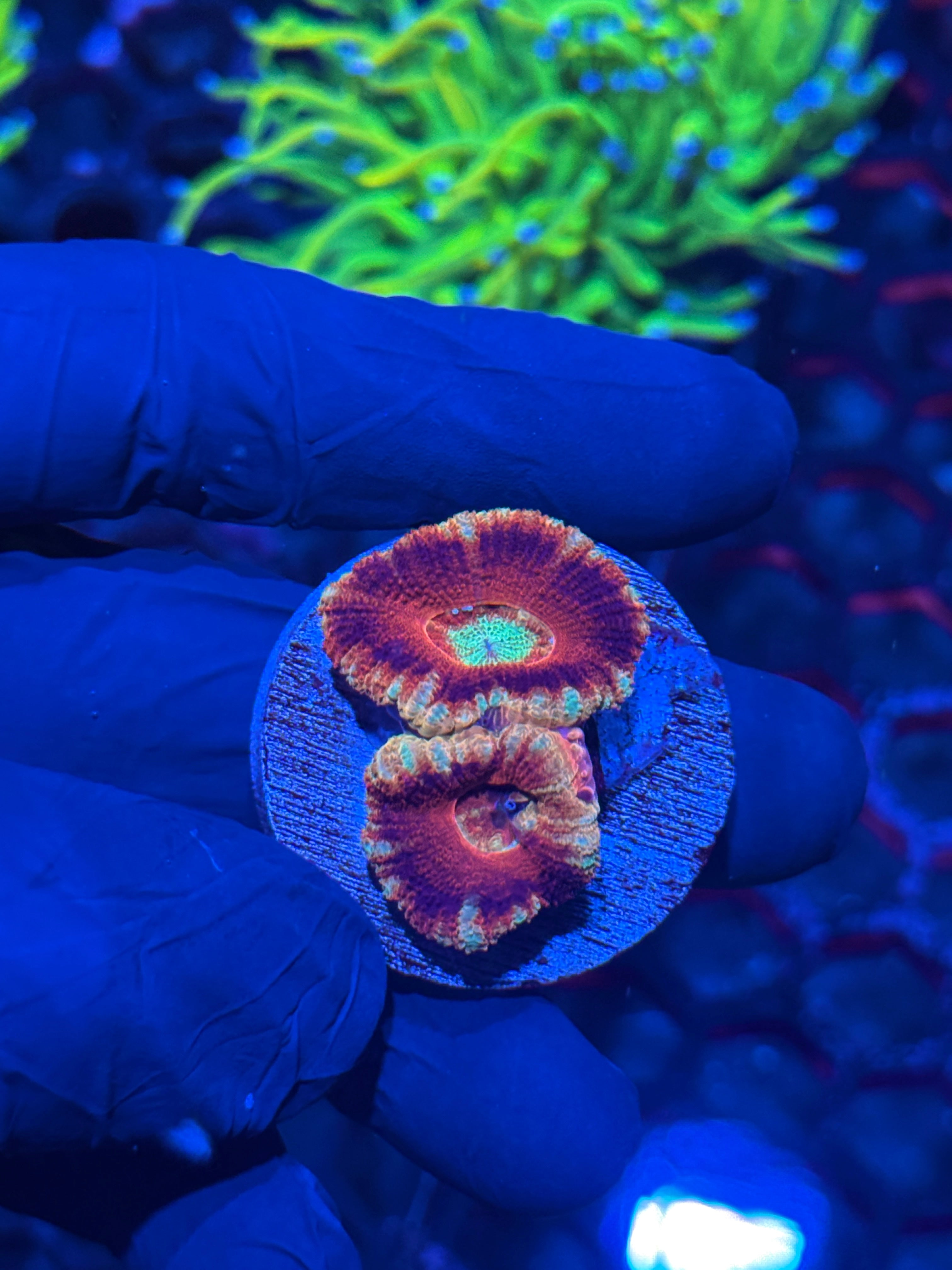 JEA Hades Inferno Asian Acans 2 XL Heads