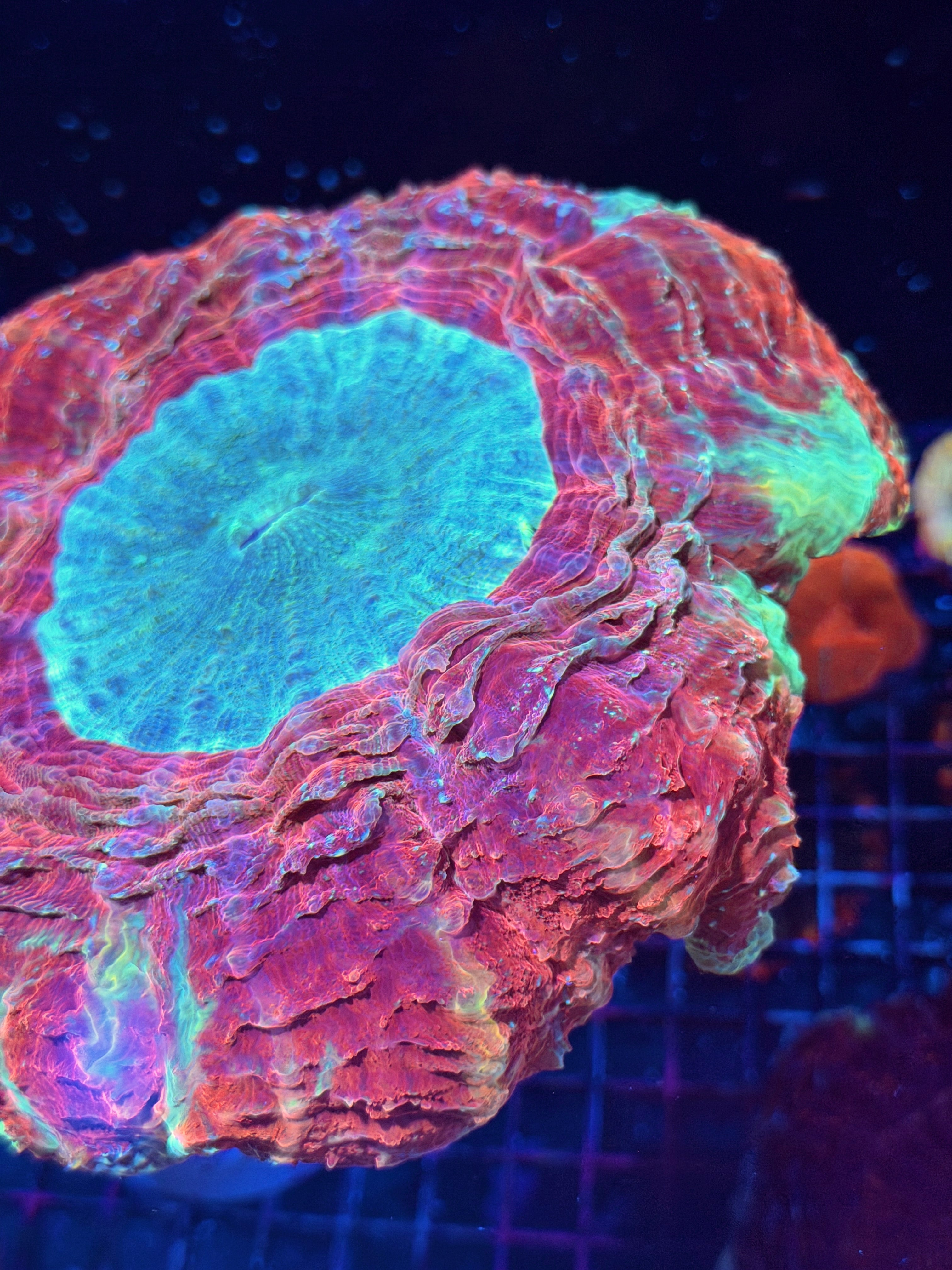 Red Multicolor Acanthophyllia Meat Coral XXXL Show Piece