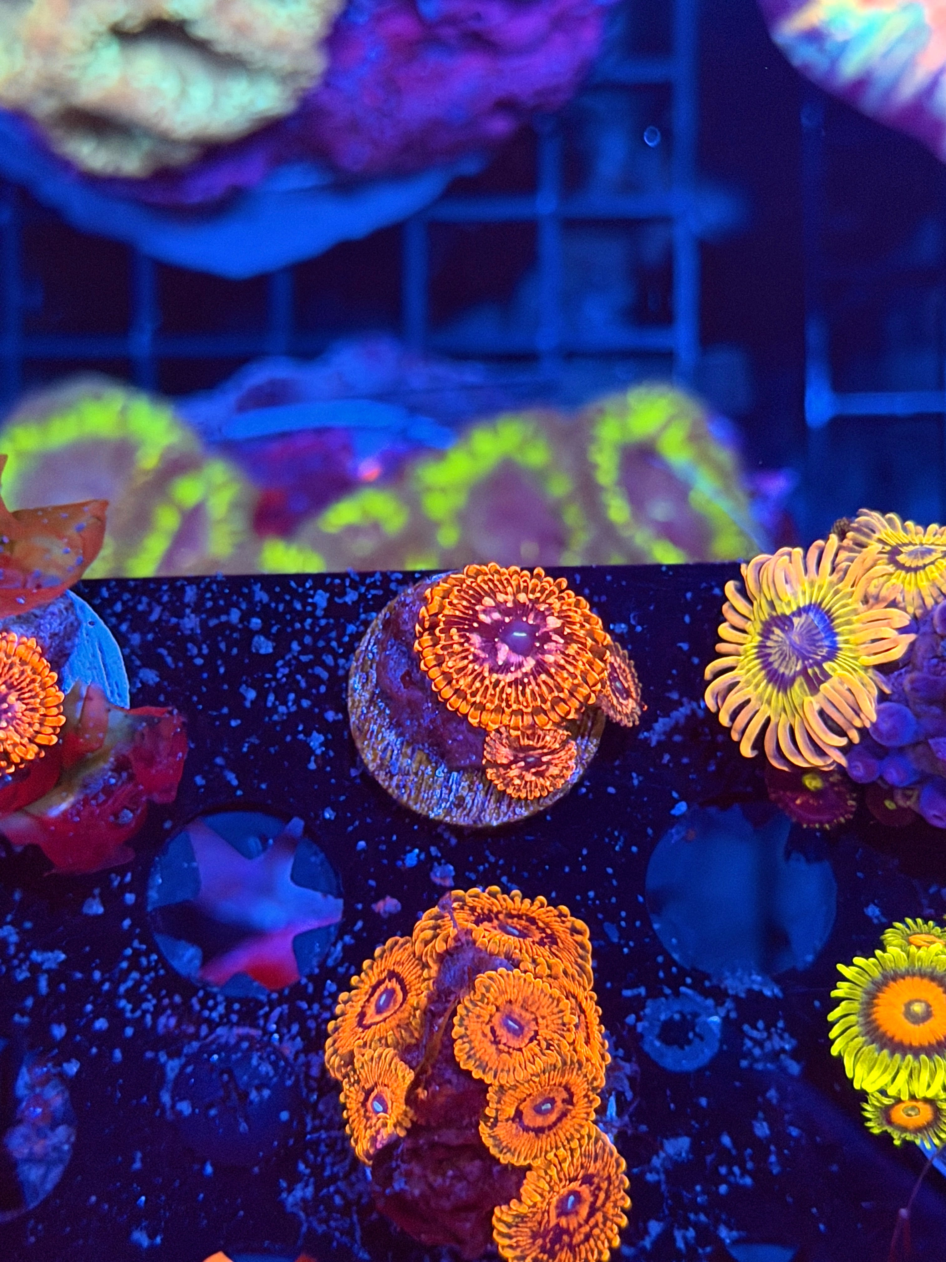 JEA Darth Maul Zoanthid Coral 9 Polyps