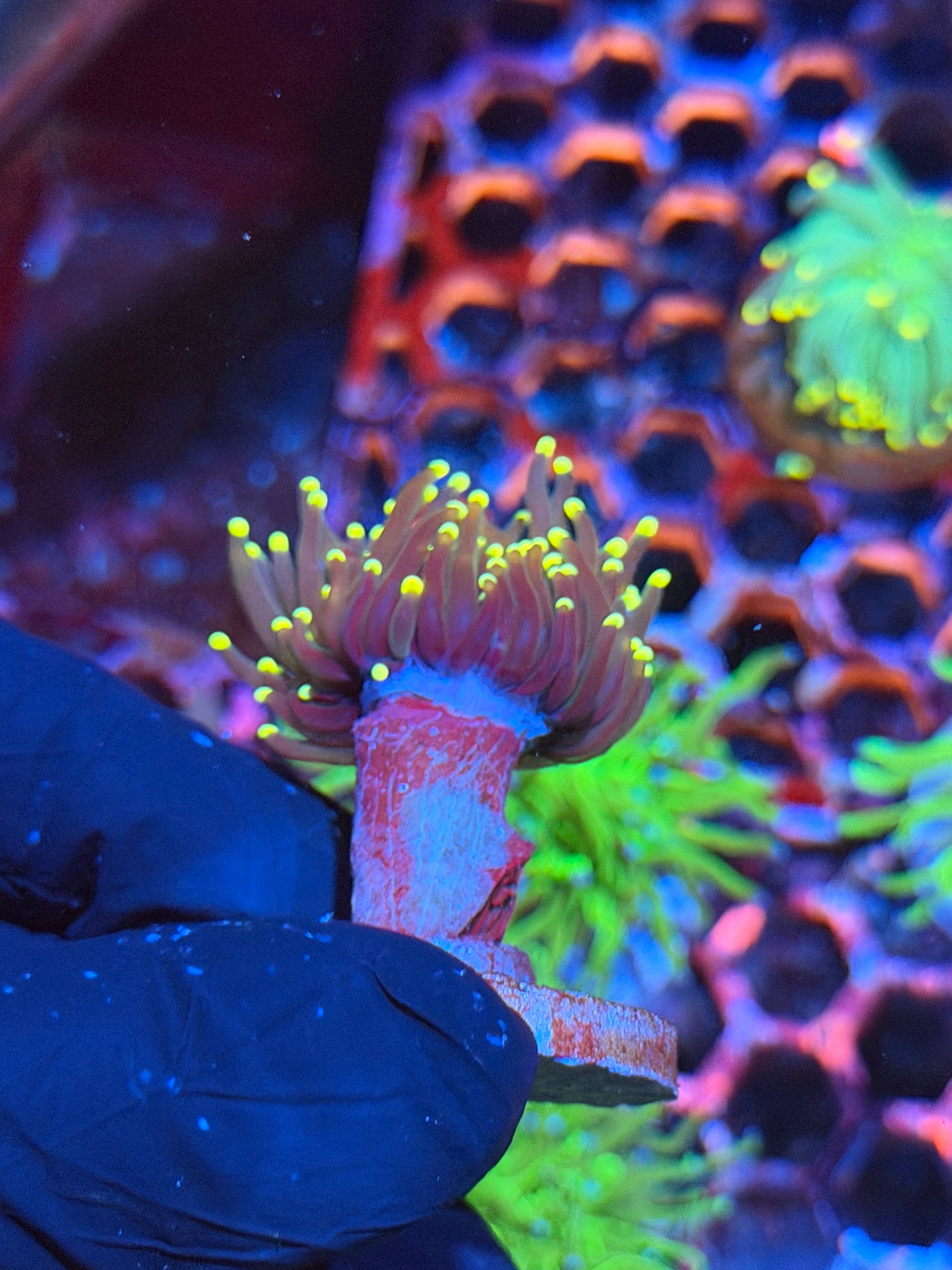 JEA Grape Limeade Torch Coral 1 Head 9/6