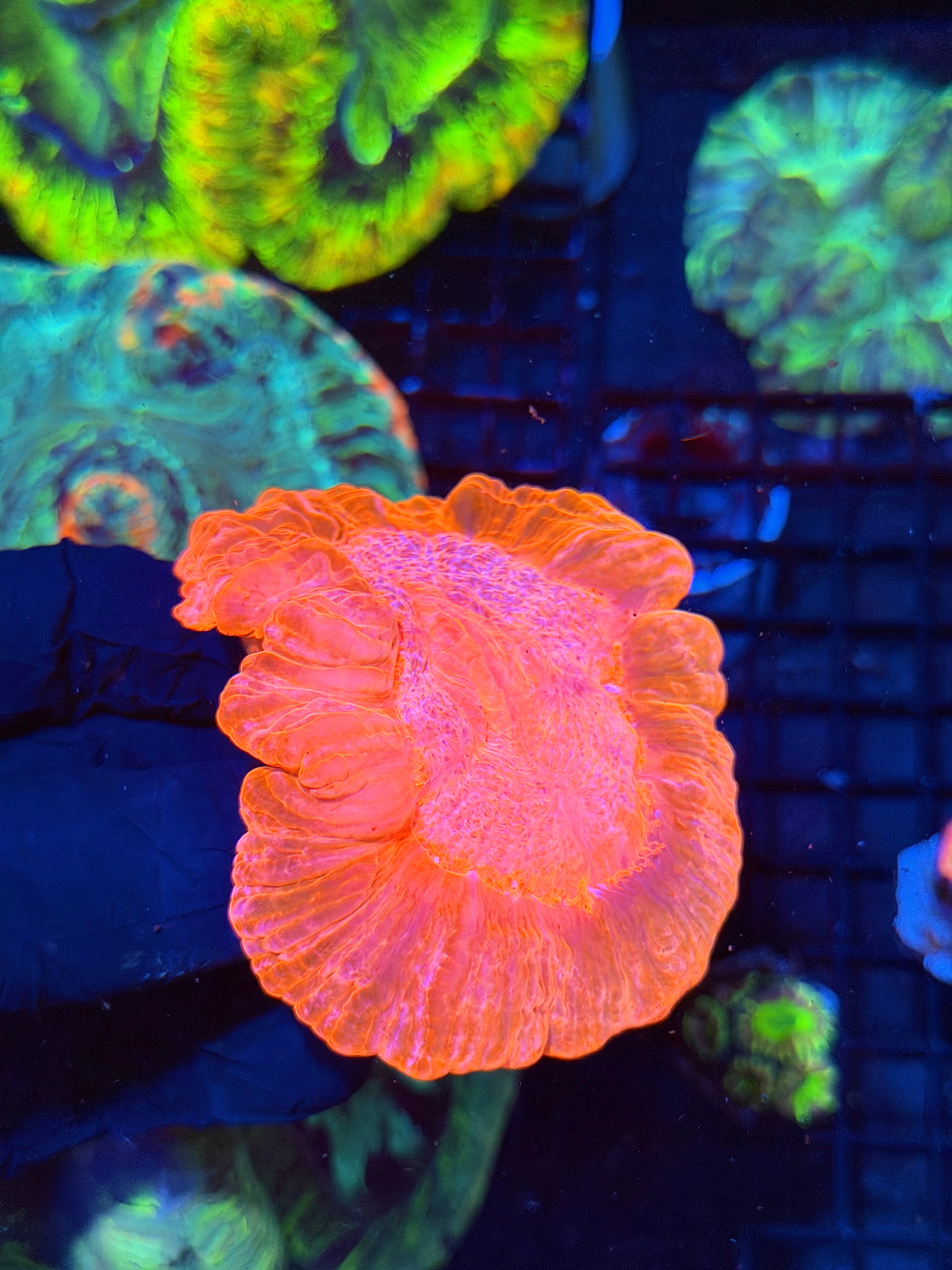 Insane Bright Pink Cynarina Meat Coral XL