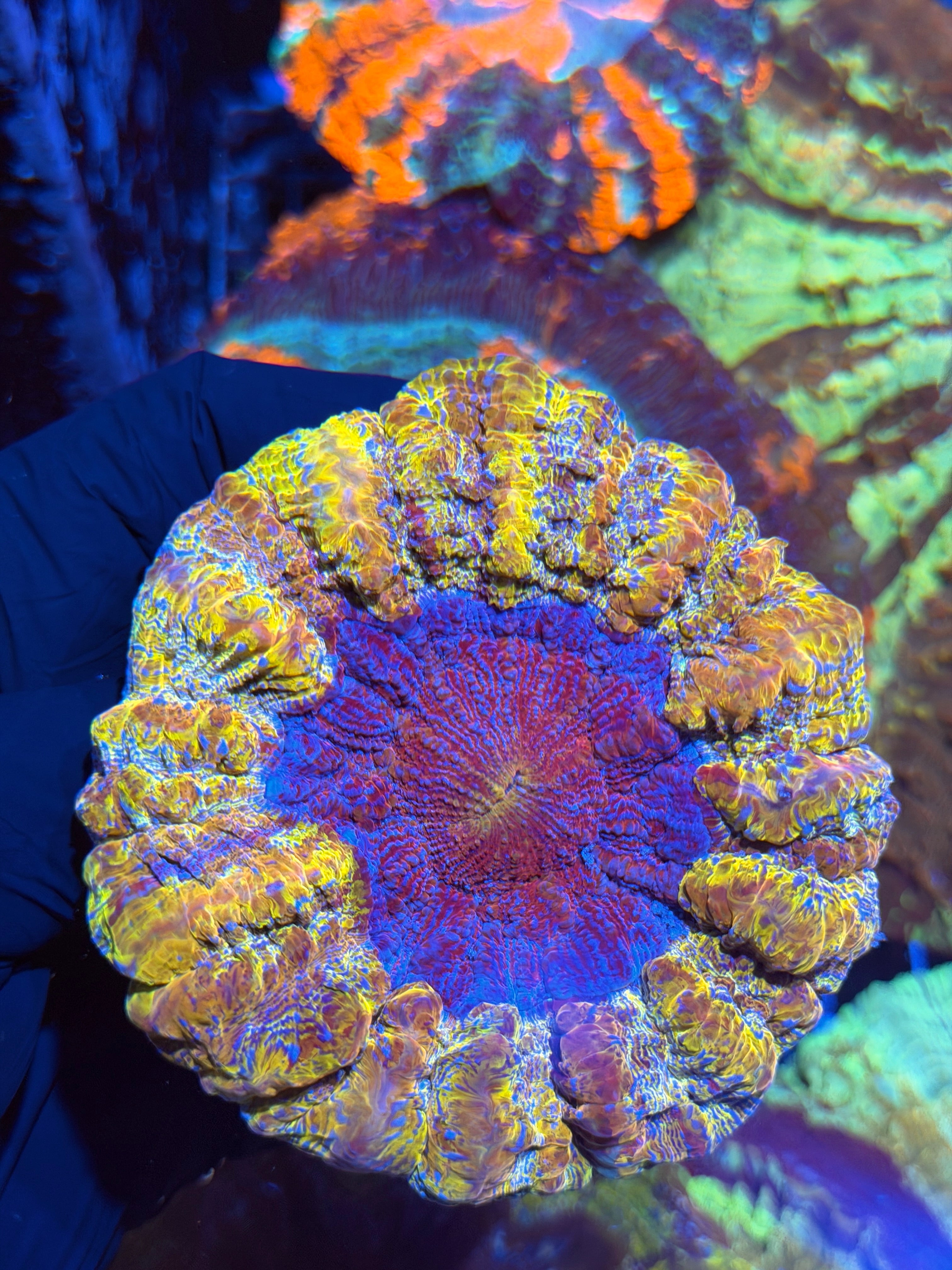 One of a Kind Yellow Multicolor Acanthophyllia Meat Coral XXL 6/4