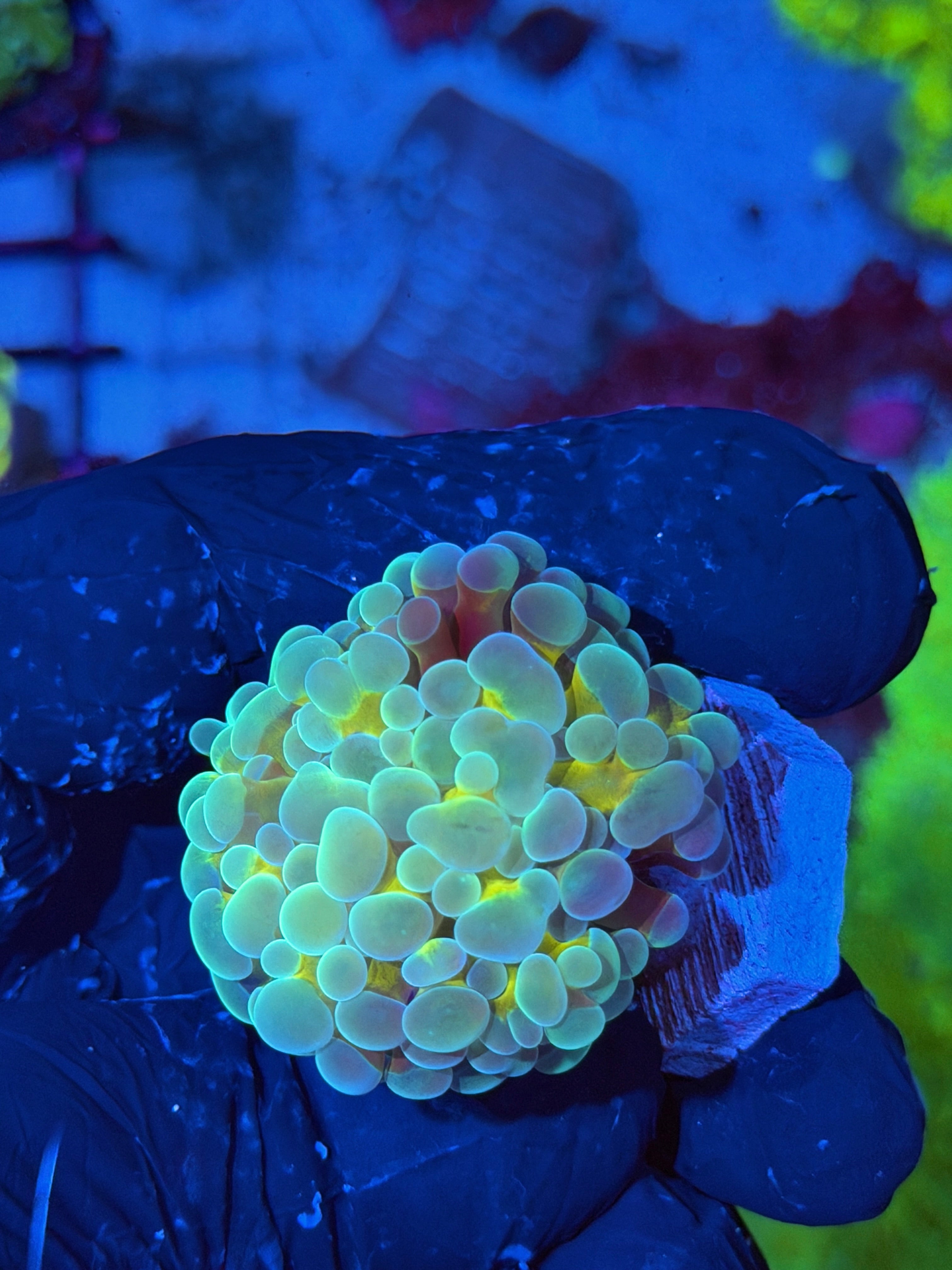 JEA Thors Hammer Coral 1 XL Head