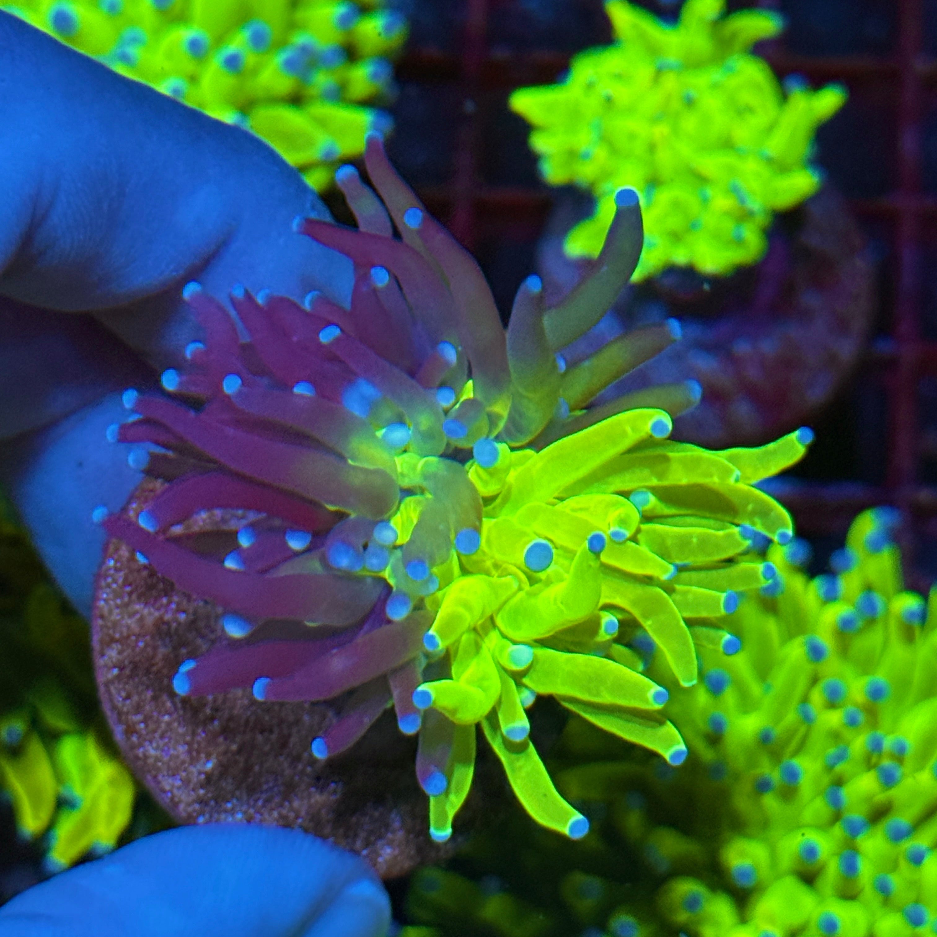 JEA Grafted Holy Grail Torch Coral 1 Head 10/12