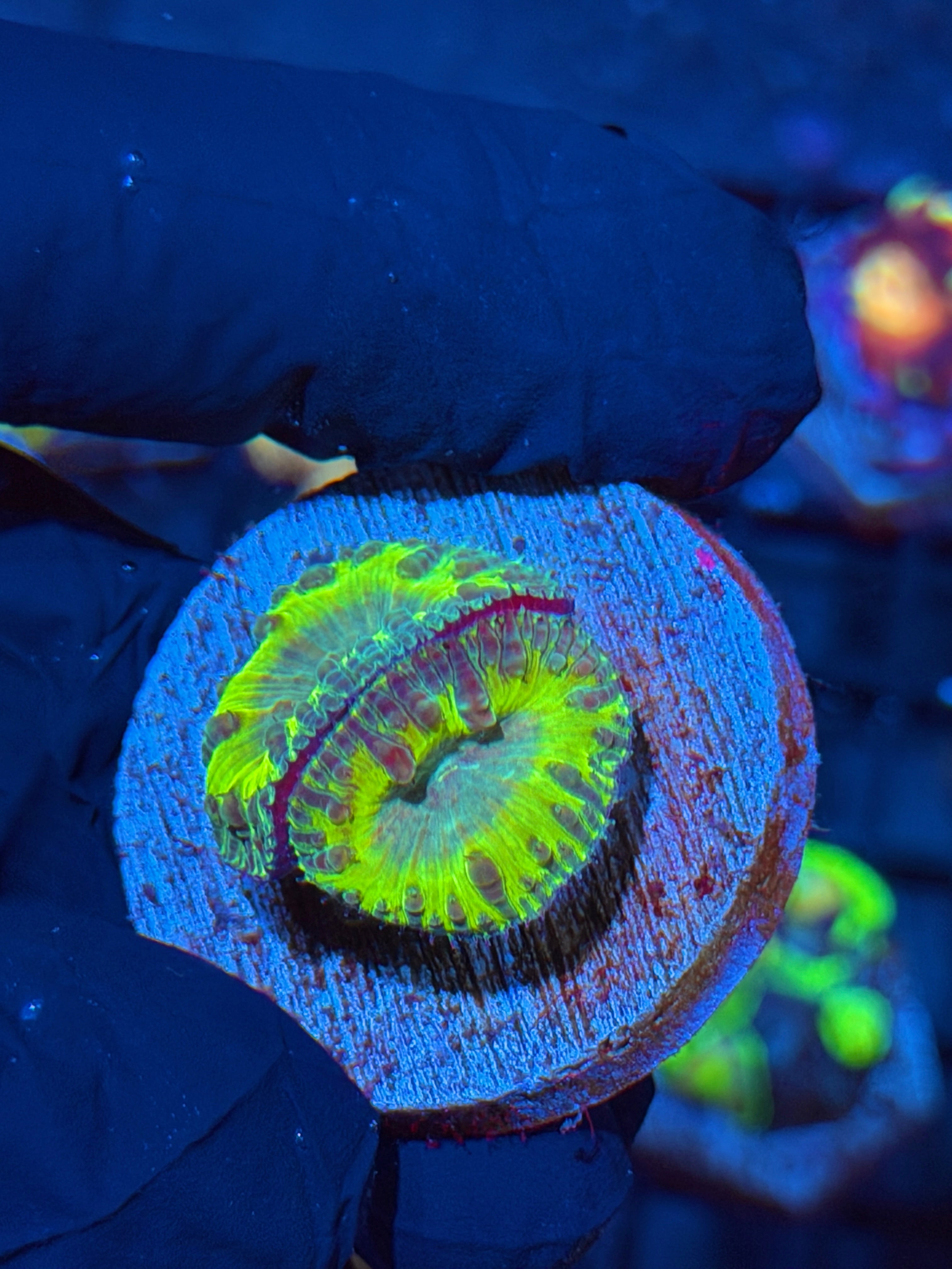 JEA Predator Blastomussa Coral 2 Heads XL 6/4