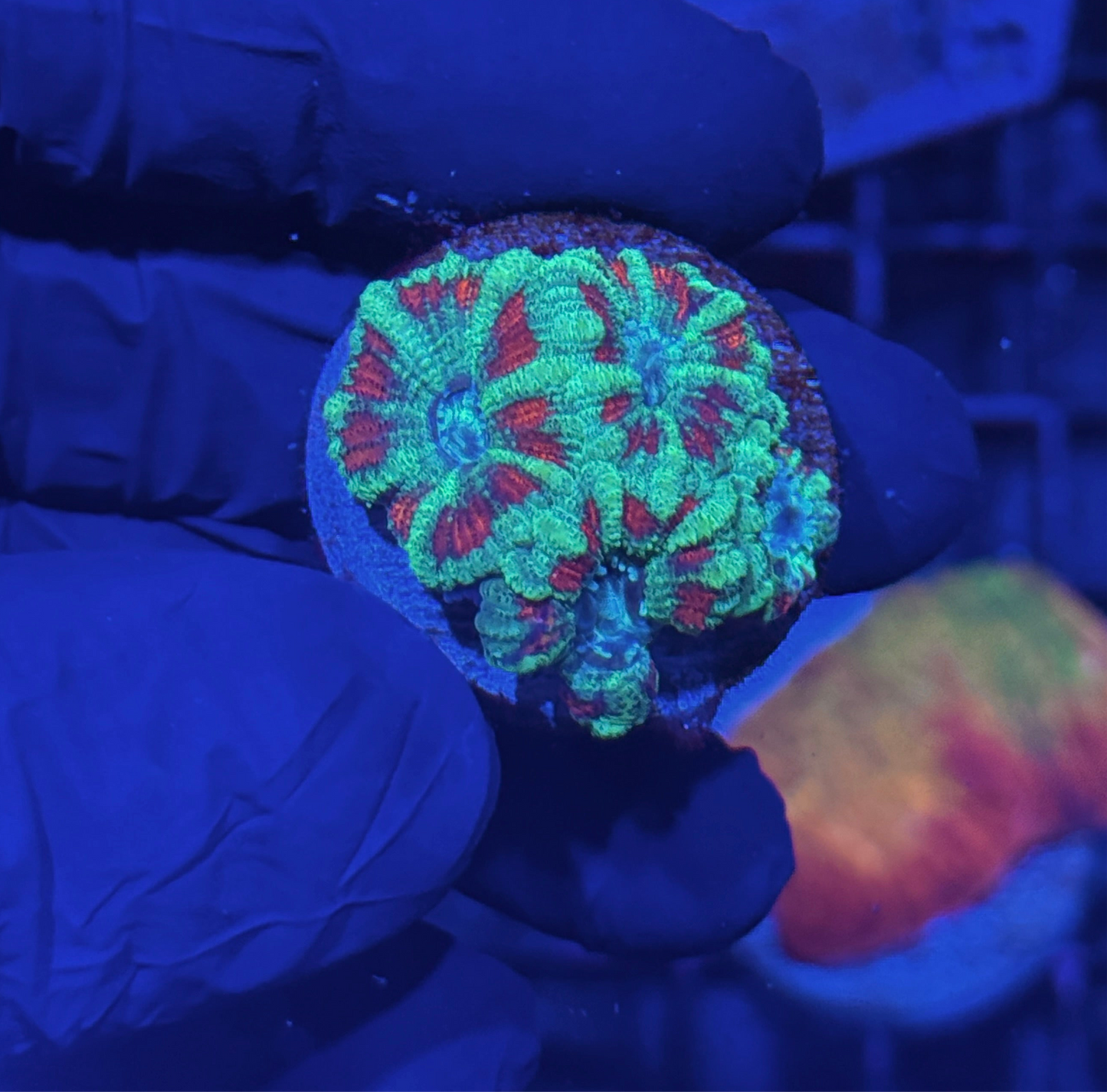 Jay's Exotic Coral Auctions