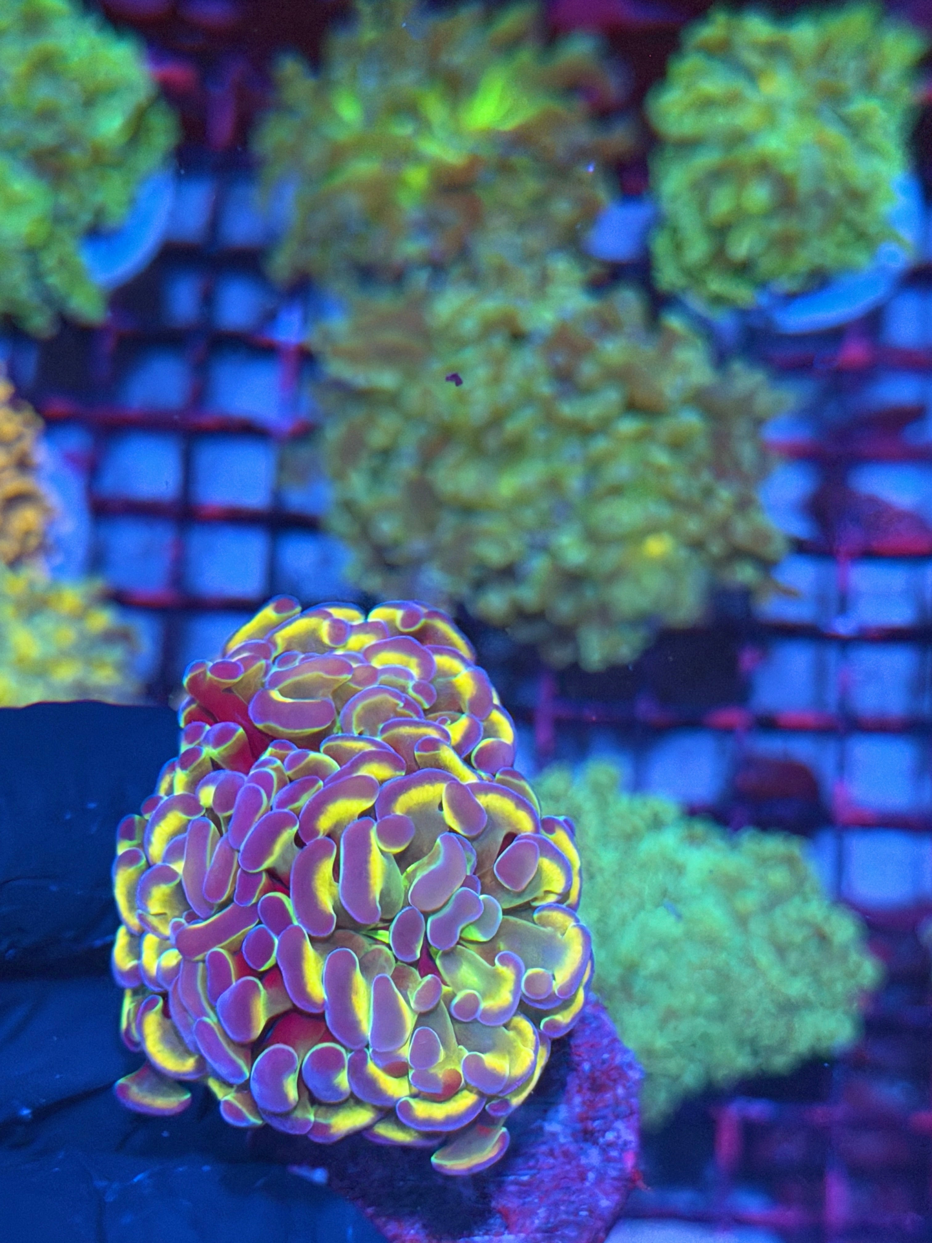 JEA Rainbow Hologram Hammer Coral Mini Colony 3 Heads XXL 8/1