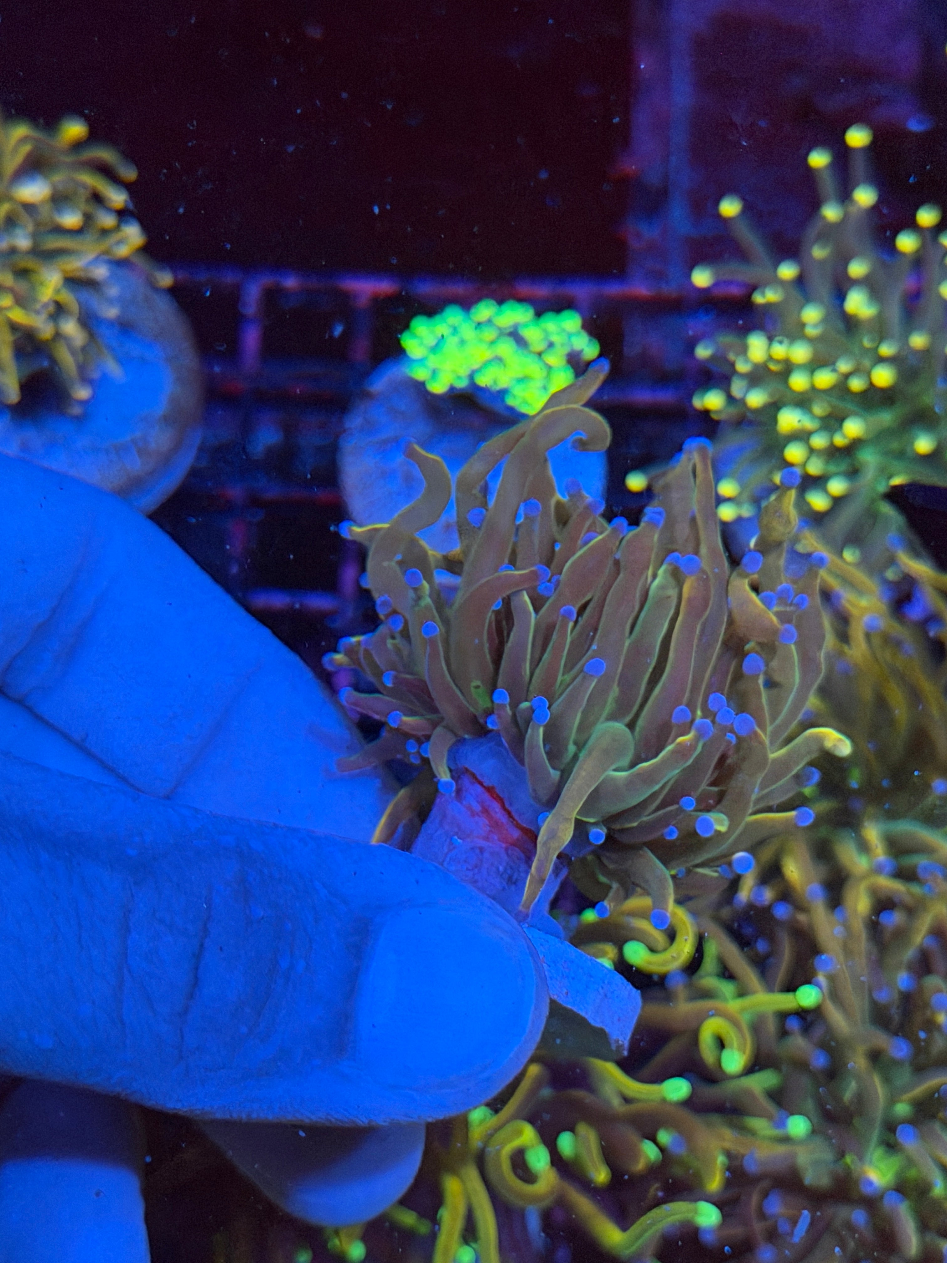 JEA Shiny Dragon Tamer Torch Coral 1 Head