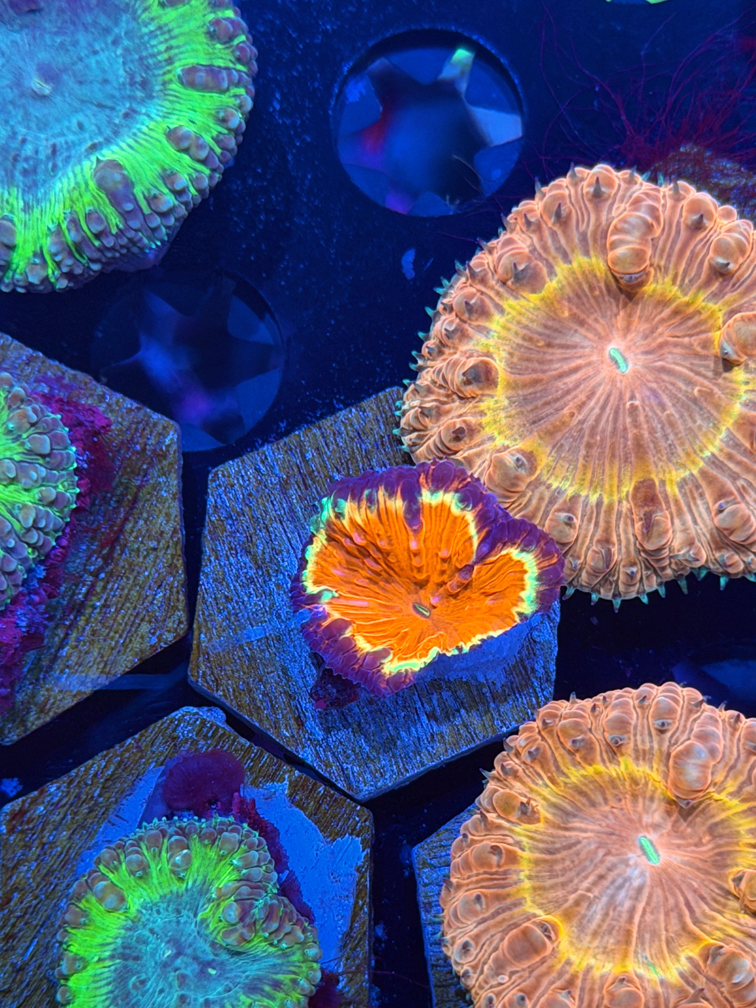 JEA Riot Blaster Blastomussa Coral 1 Head Grafted (Green) Bright *New Release* 8/7