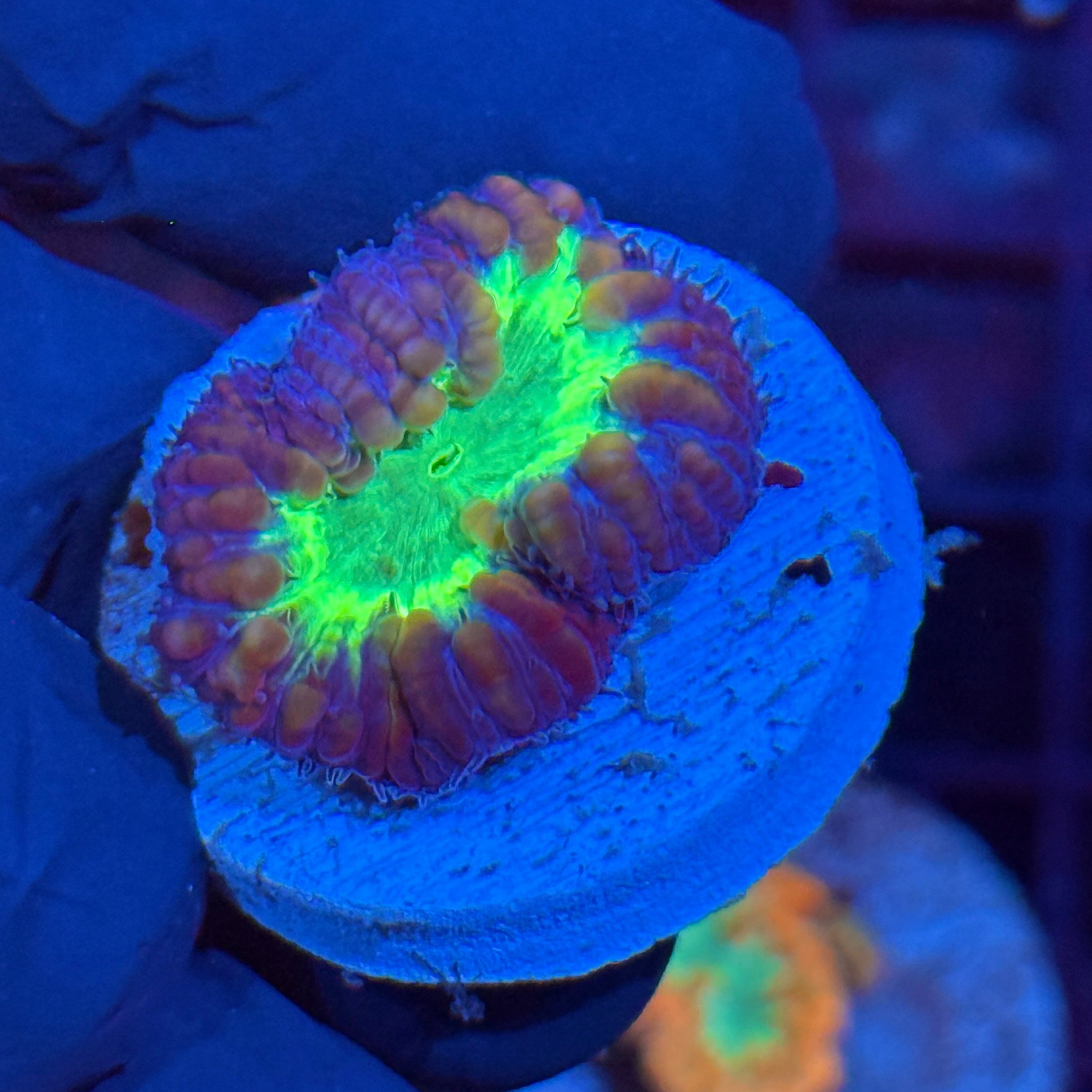 JEA Toxic Waste Blastomussa Coral 10/12