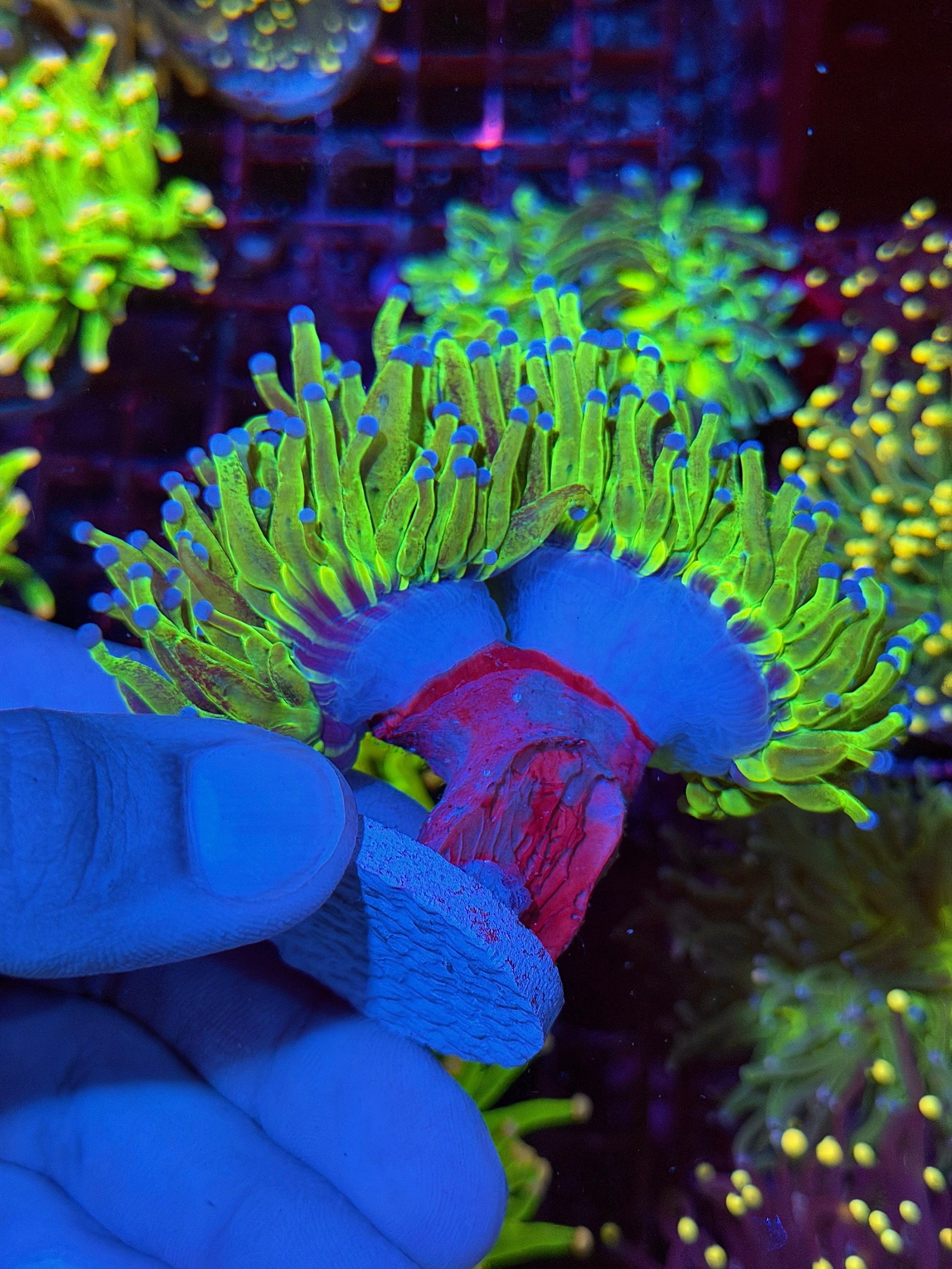 JEA Grafted Glitter Holy Grail Torch Coral 2 XXXL Heads Show Piece