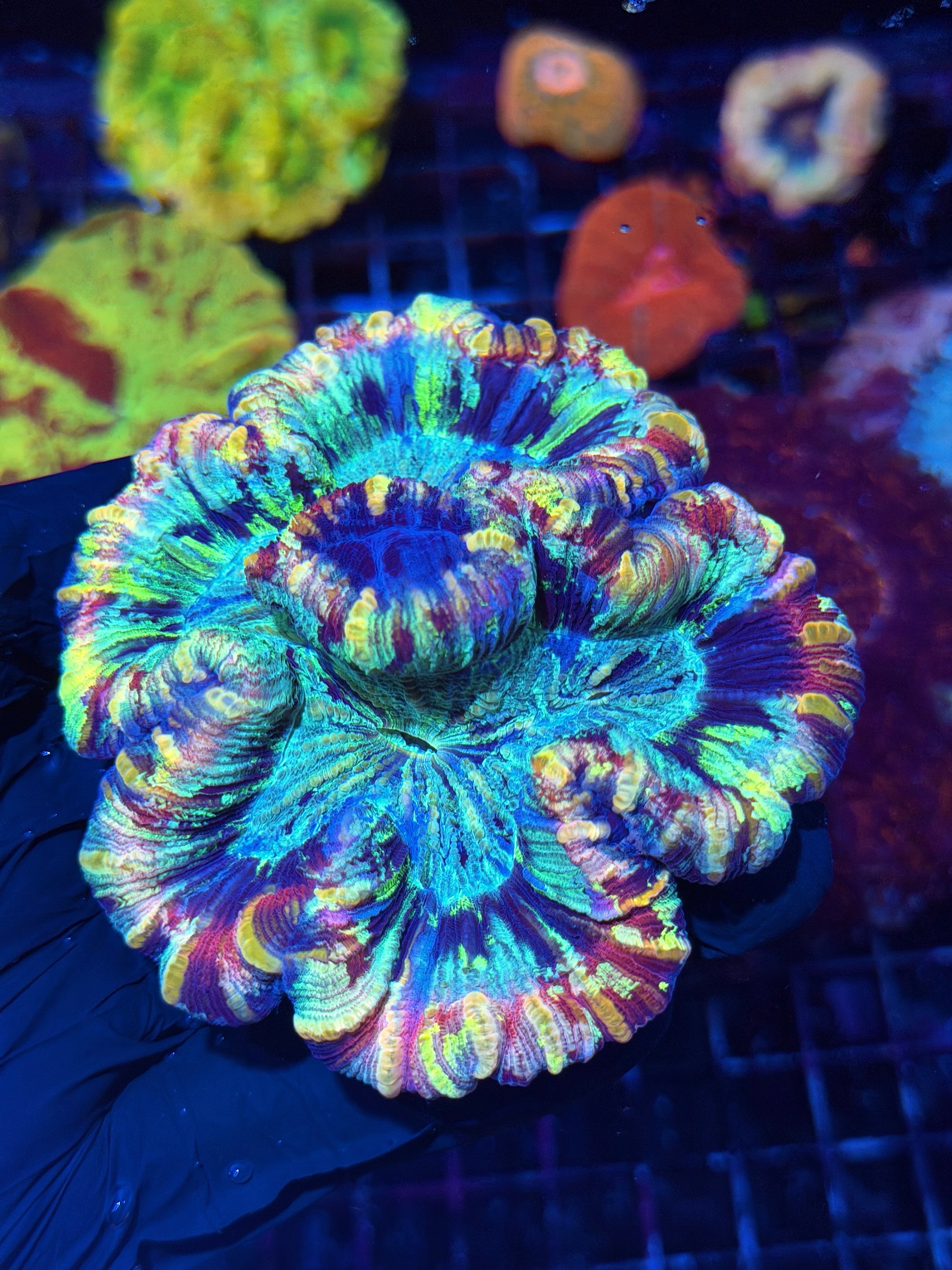 Striped Rainbow Trachyphyllia Meat Coral XL Show Piece