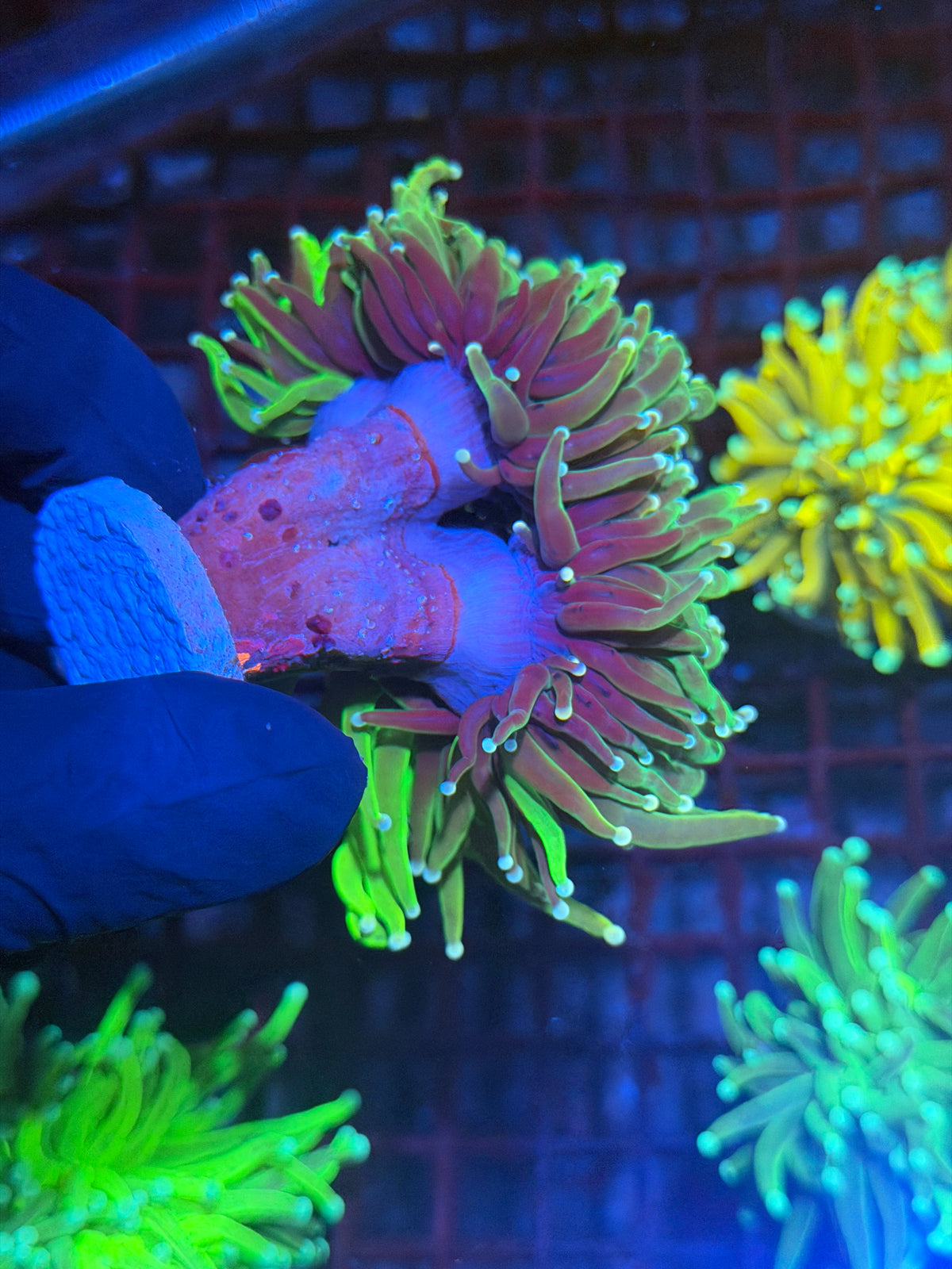 JEA Chimera Grafted Holy Grail Torch Coral 2 Heads Splitting to 3 XXXL Collectors Piece 9/28