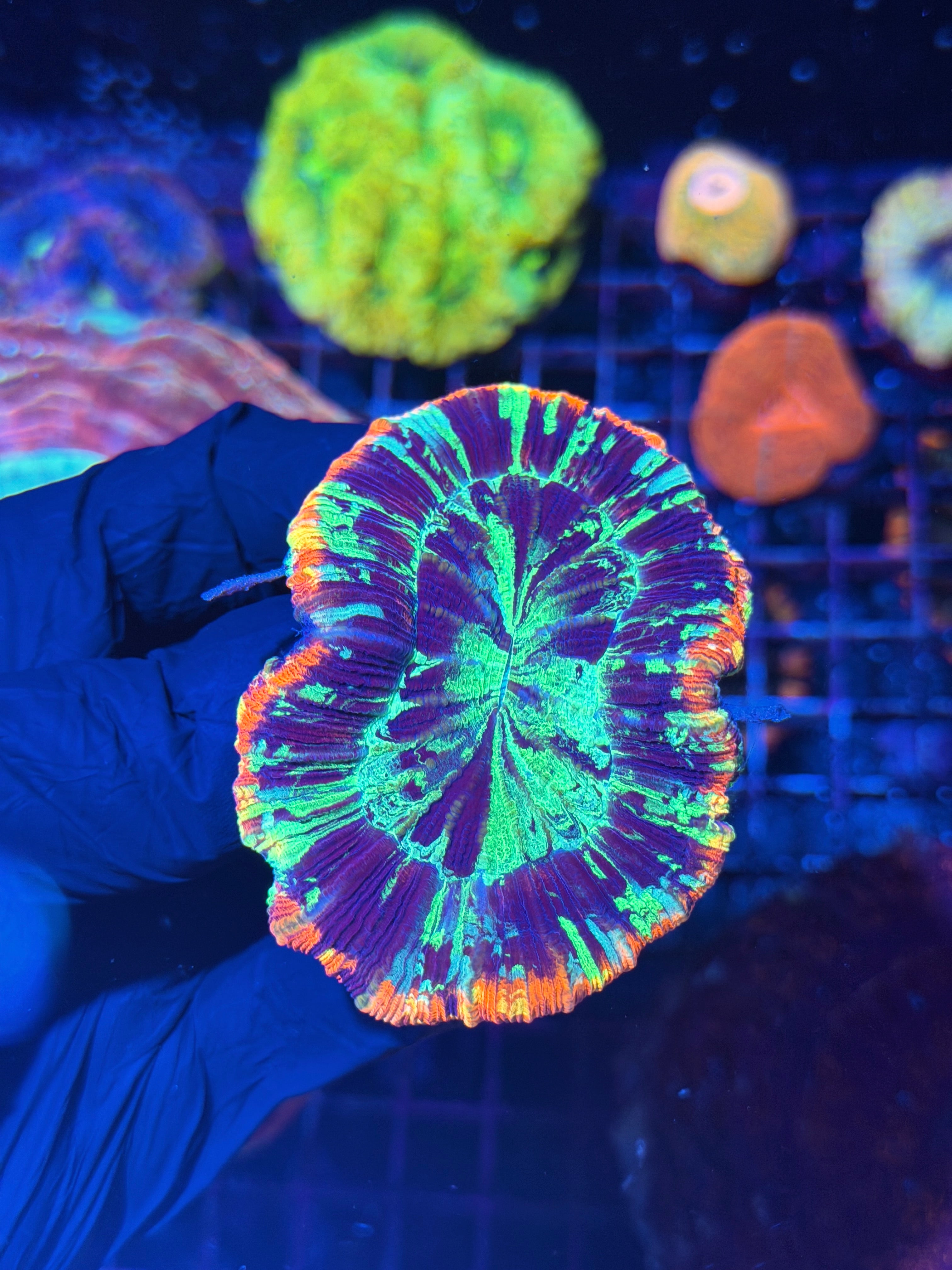 Rainbow Trachyphyllia Meat Coral