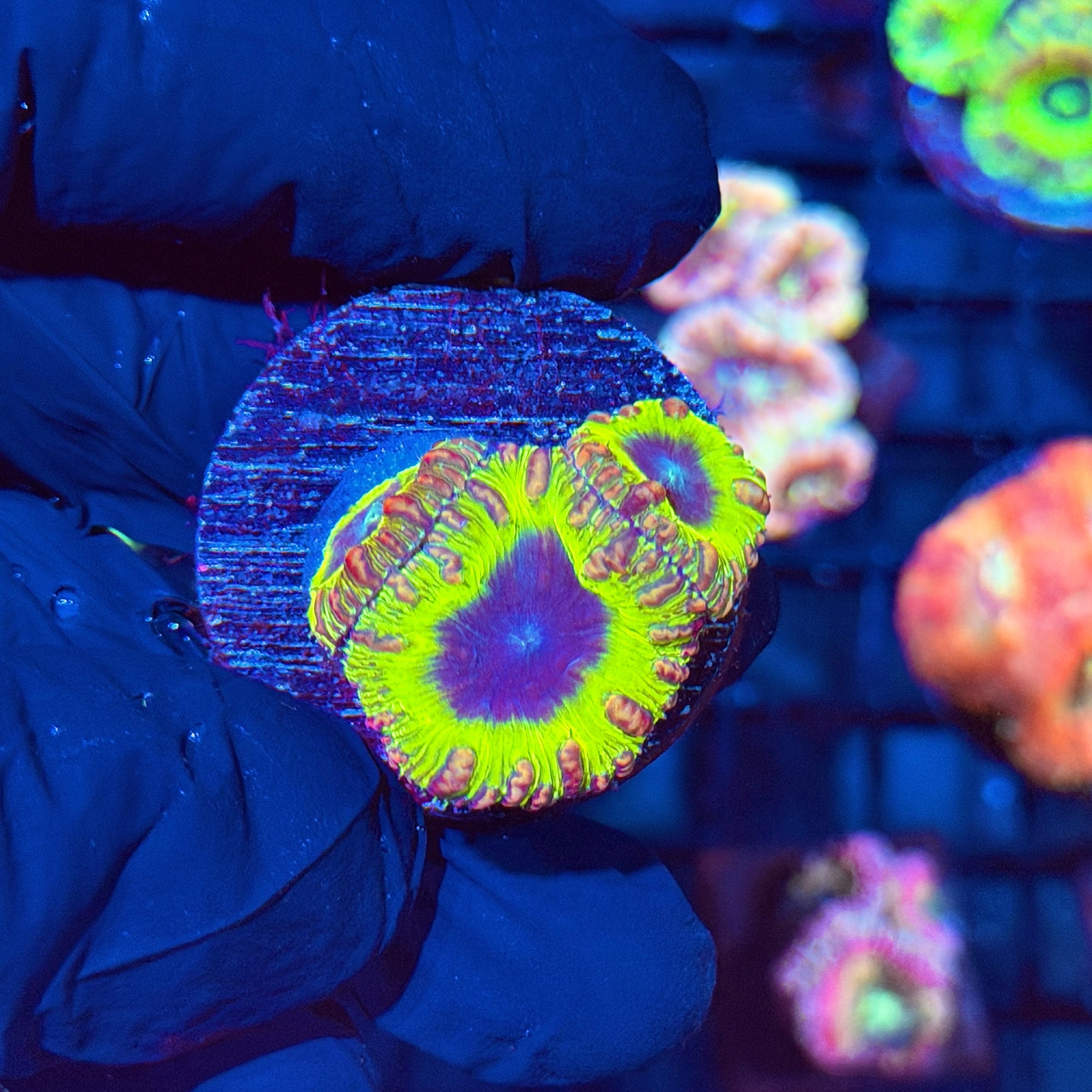 JEA Willy Wonka Blastomussa Coral 3 XL Heads 6/4