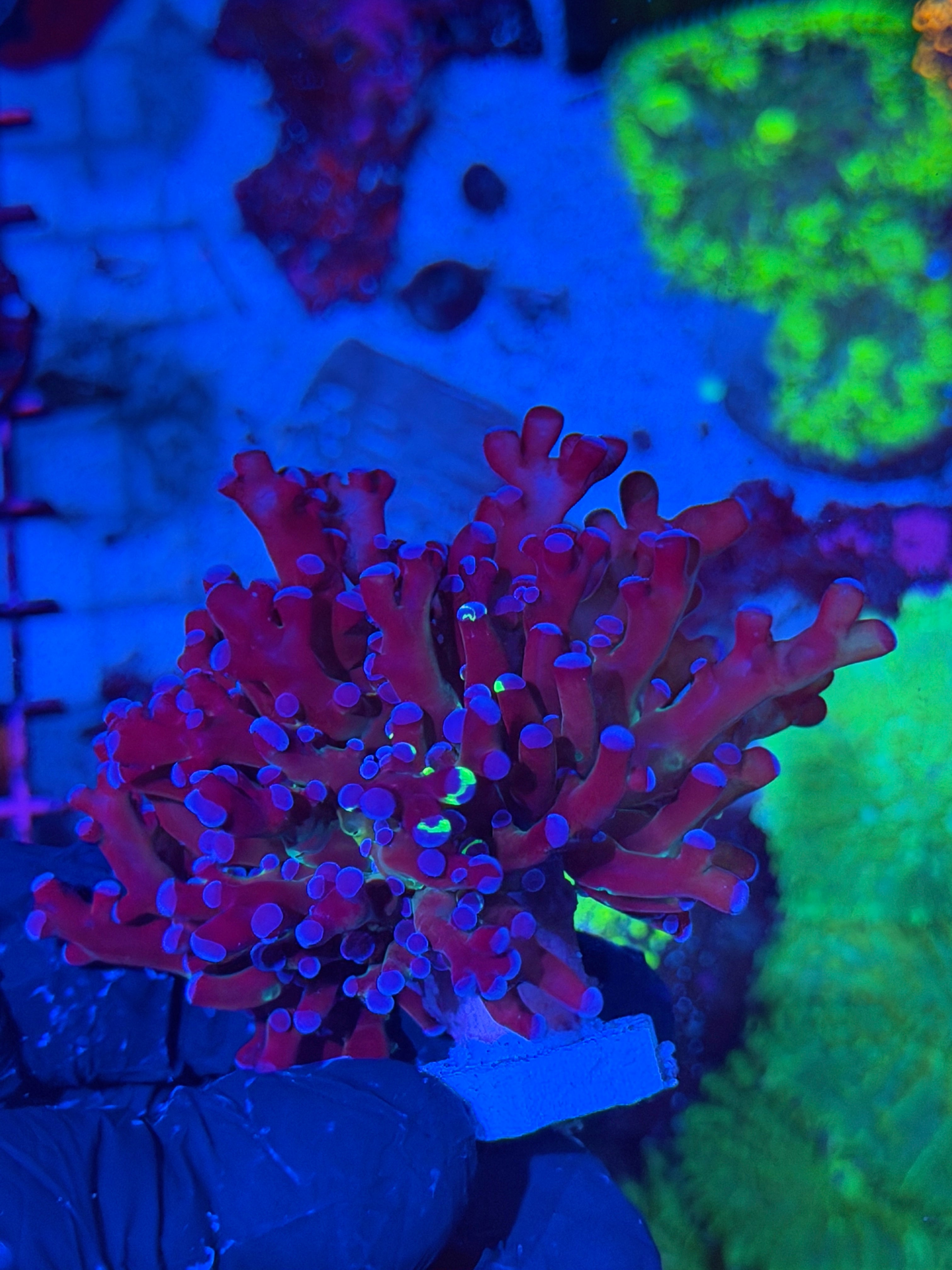 JEA Mardi Gras Frogspawn Coral 1 XL Head